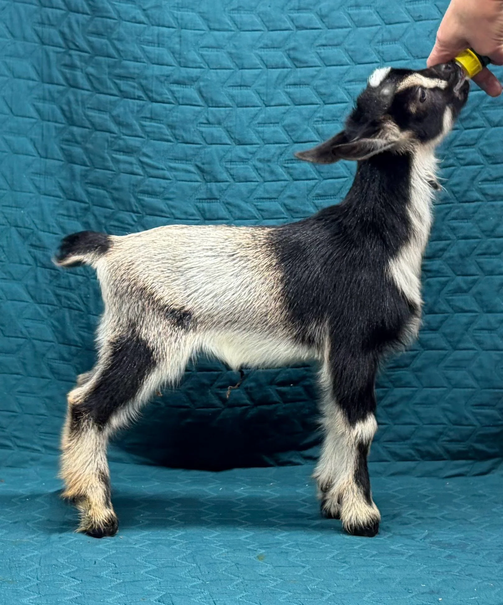 Russian Ridge Highlander x GCH ELITE Russian Ridge Estelle doeling