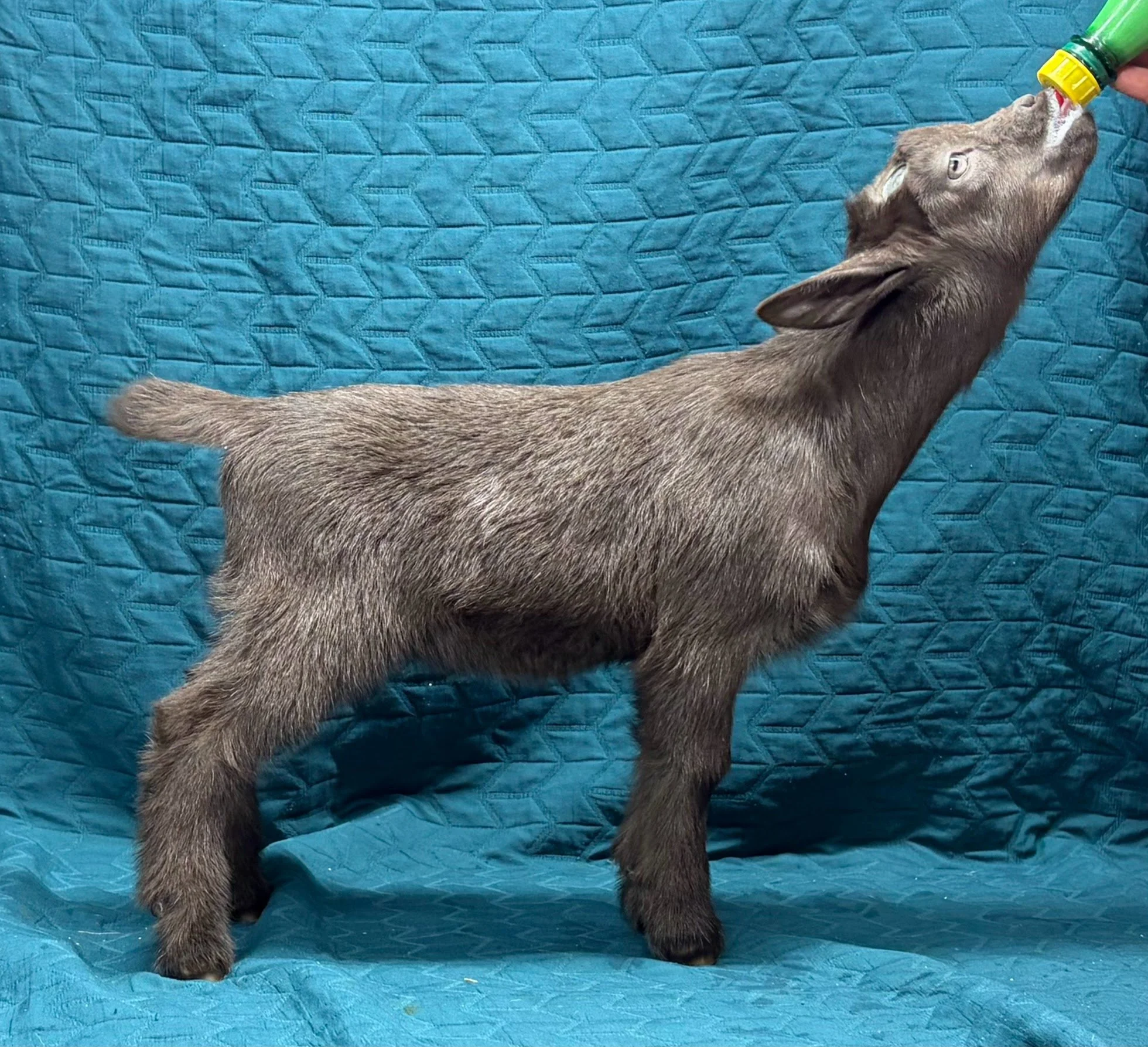 Russian Ridge Starry Knight x Russian Ridge Eugenie doe