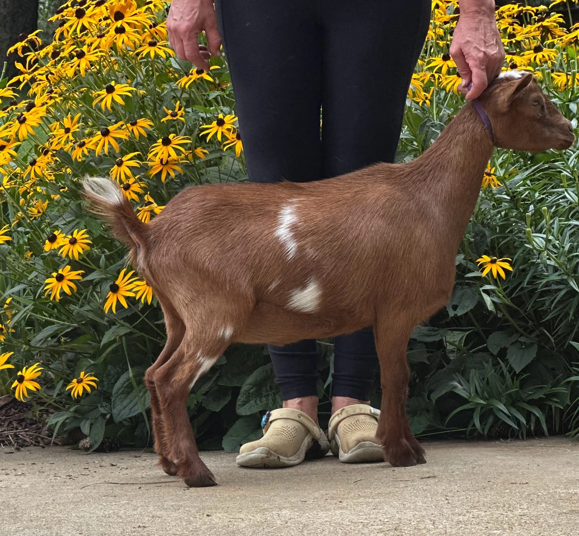 Russian Ridge Arctic Light x Phoenix Farm Sky's The Limit $400