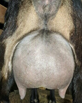 Mocha's Daughter: 2*M RUSSIAN RIDGE CHARLOTTE (Charlotte lives at the Day Valley Farm)