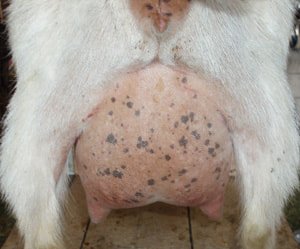 Dam's Dam: SGCH Sage-Acres SHO Peachy Keen