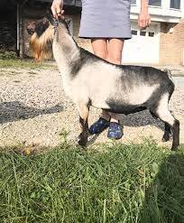 Sire: Farm Oldesouth LMT Unlimited