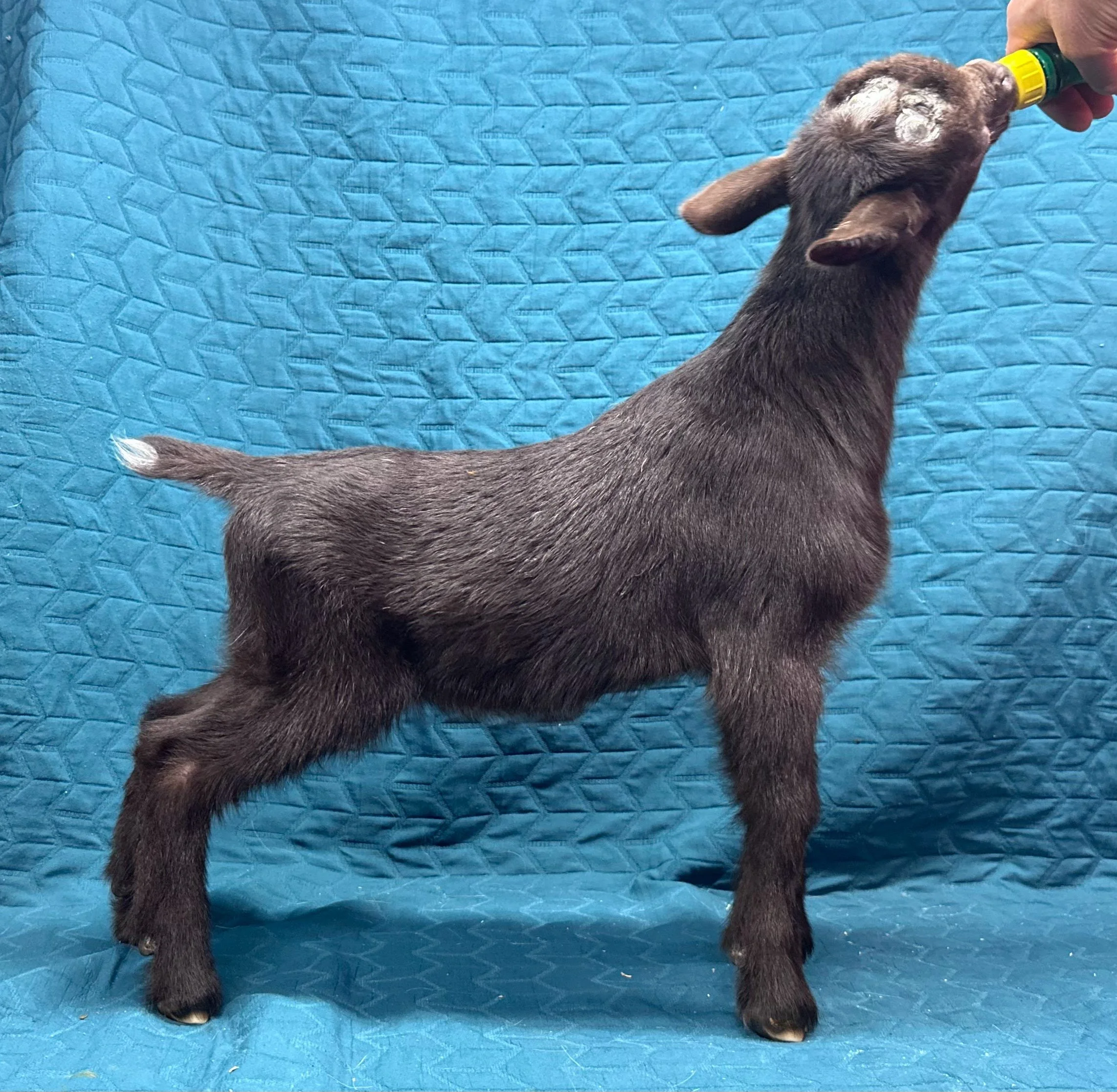 Russian Ridge Starry Knight x Russian Ridge Tiffany; Chocolate buckling $300