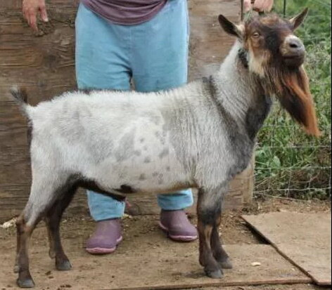 Sire's Sire:
MI Sugarcreek Yogi
Photo Courtesy of Cu At Lil Red Barn Farm