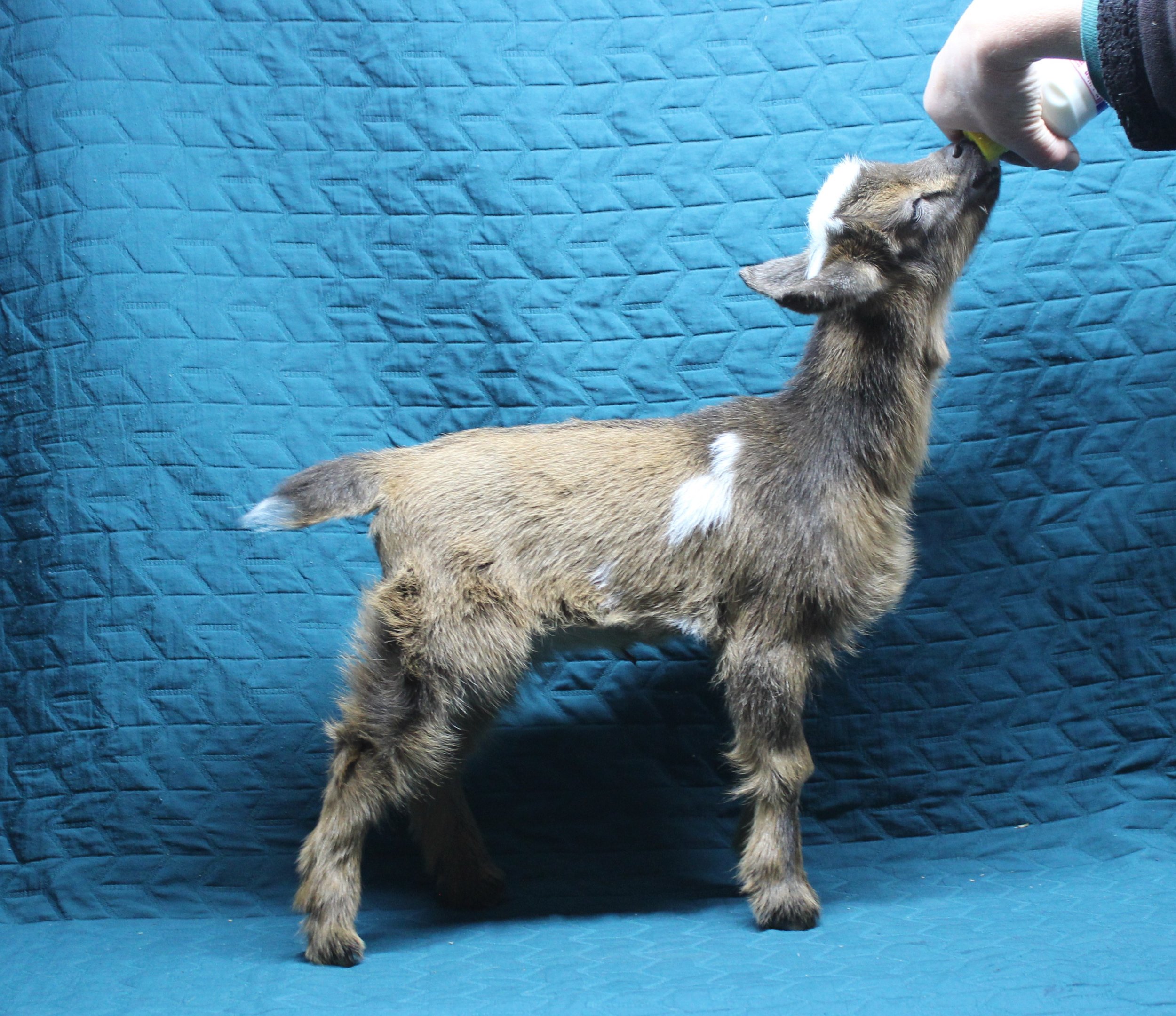 V1 doeling Castle Rock Mr Trilby AI x Russian Ridge Mata Hari $500