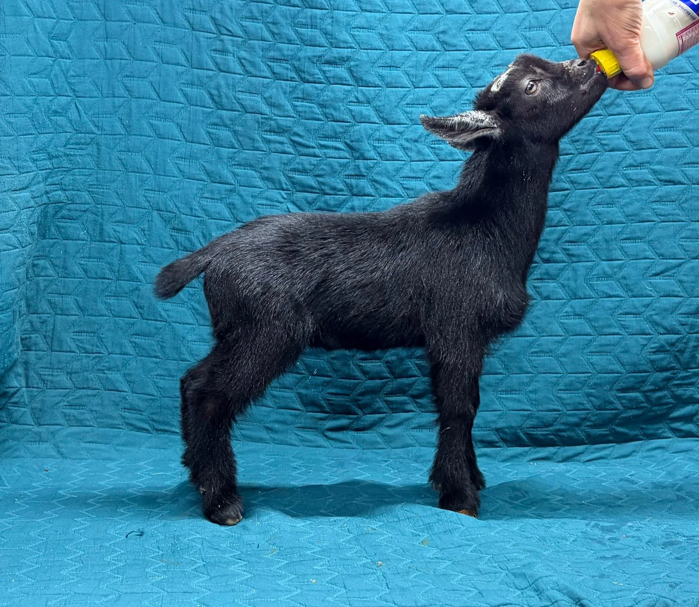 Russian Ridge Starry Knight x Russian Ridge Eugenie buck