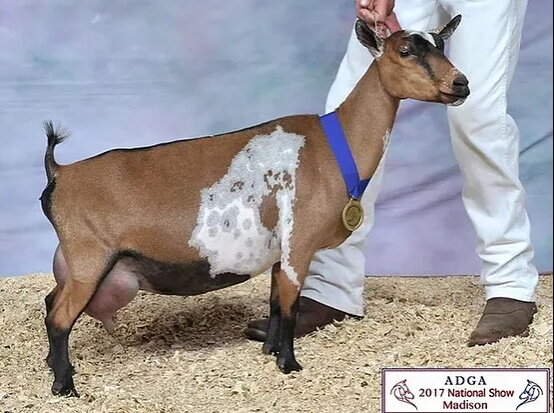 Paternal Sister to Shy Elk/Bold Elk Daughter:
CH Old Mountain Farm Merriment 89 VEVE (FF)
2017 National CH & Best Udder/ 1st Dairy Herd
Photo courtesy of Hilltop Farms/Agape's Prize