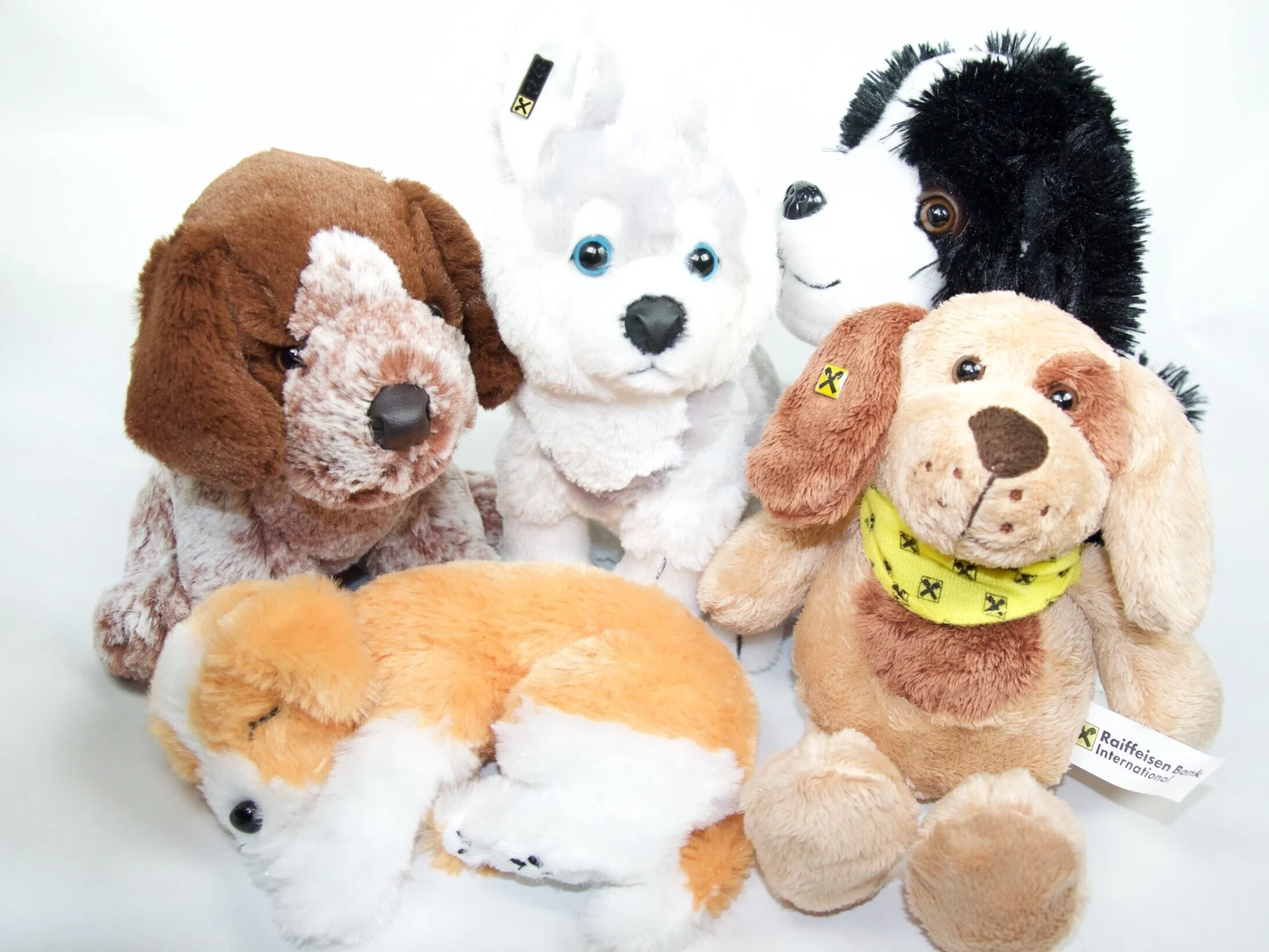 Fünf plüsch Hunde in verschiedenen Farben und Größen, einer liegt unten, vier stehen oder sitzen.