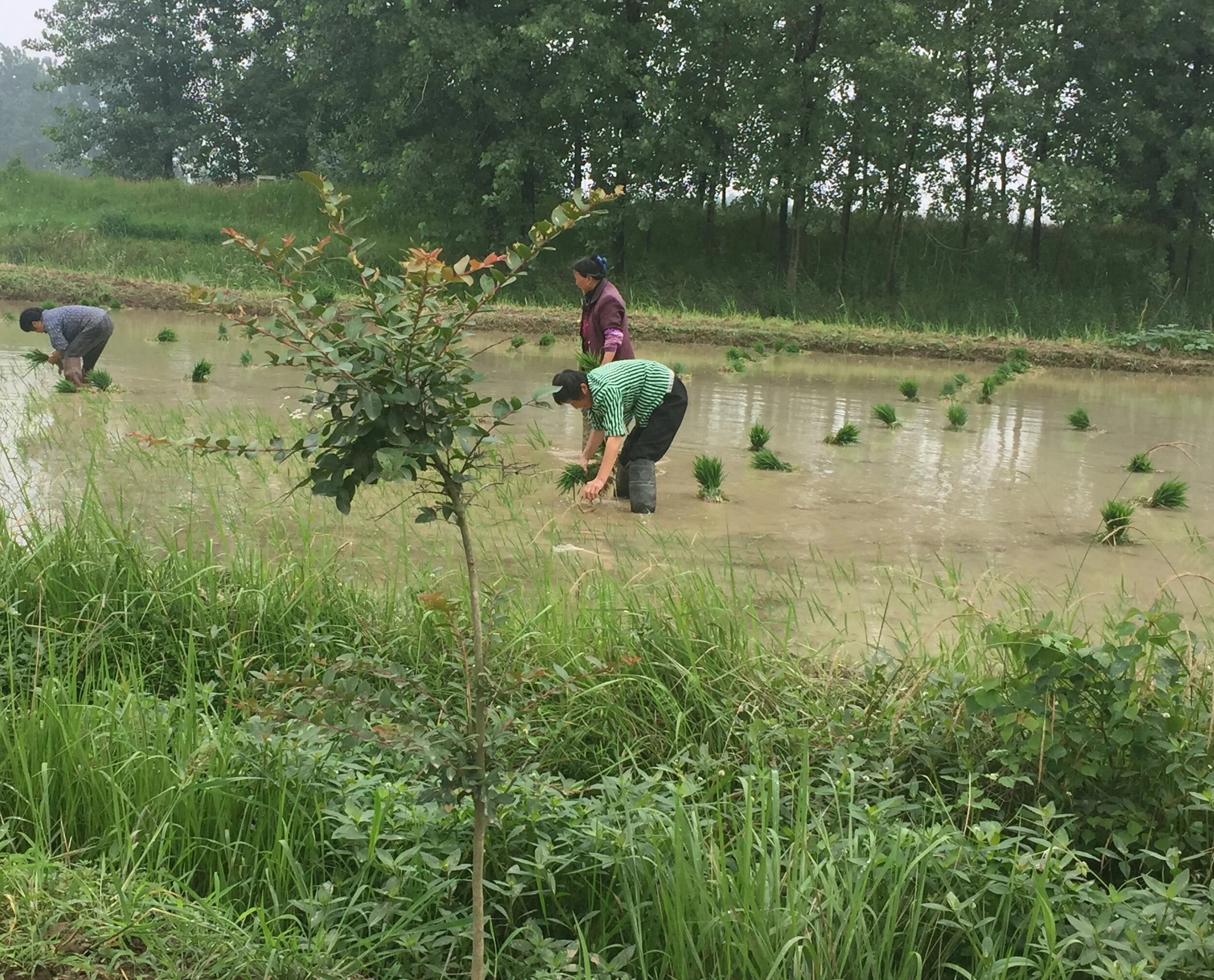 Lindner Manufaktur Grundstück.JPG