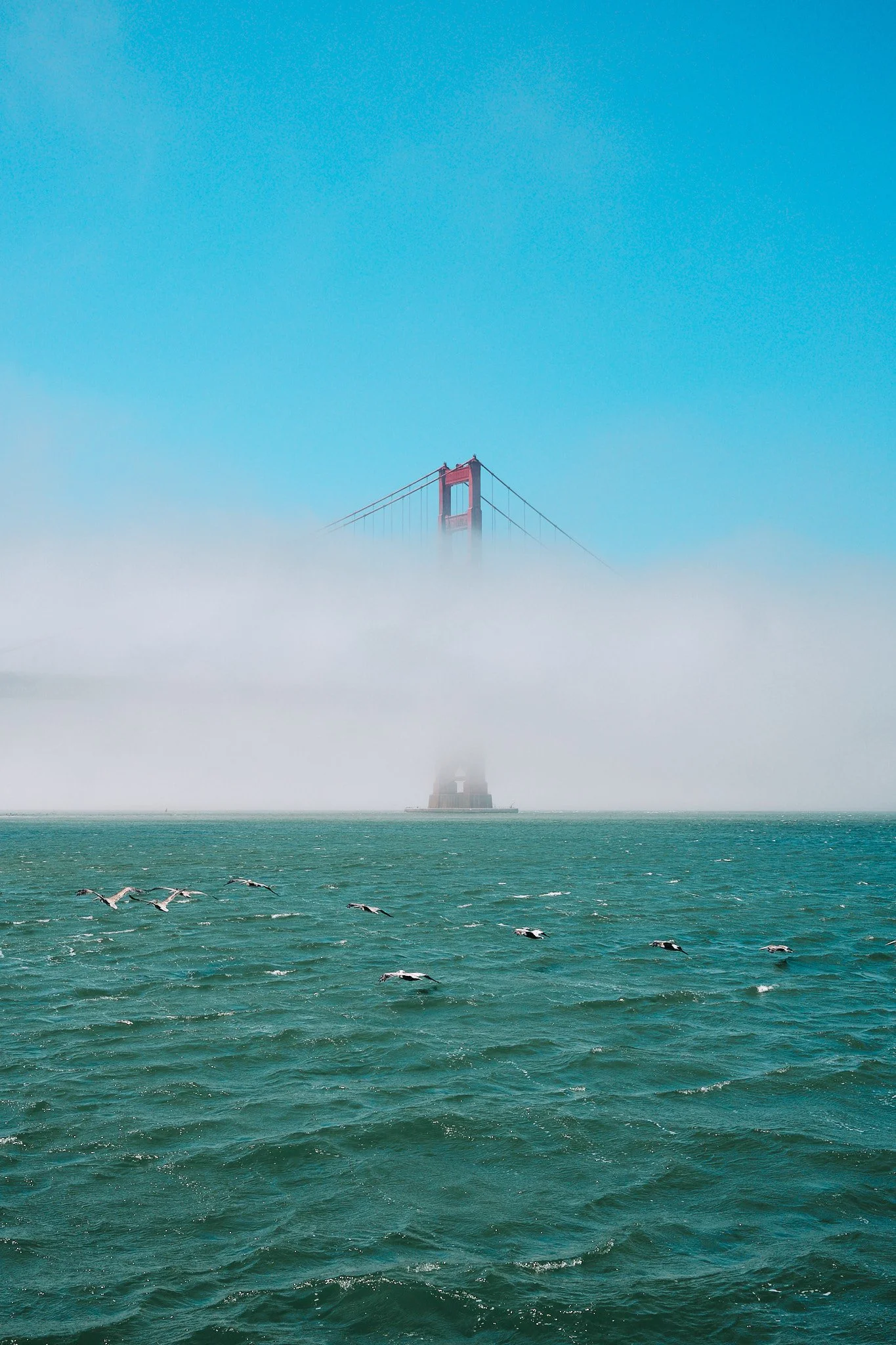 Pelicans fly near the Golden Gate Bridge.