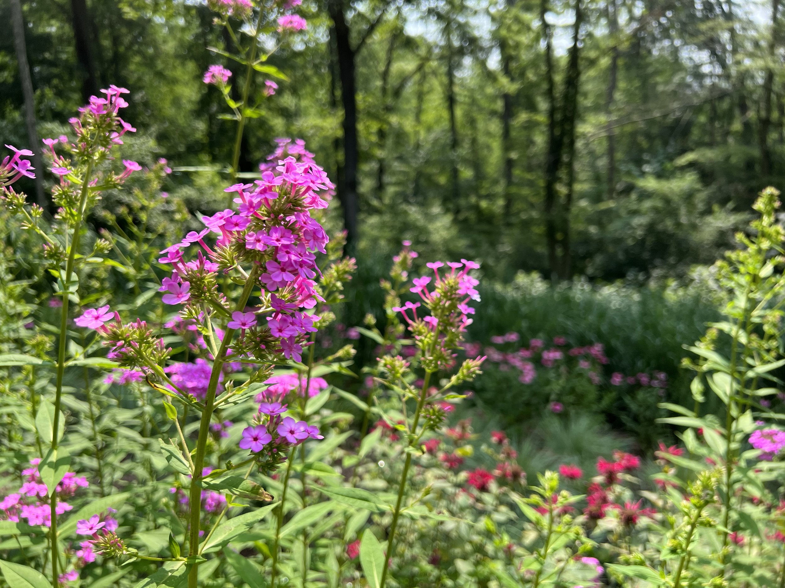 Phlox 'Jeana' in sun