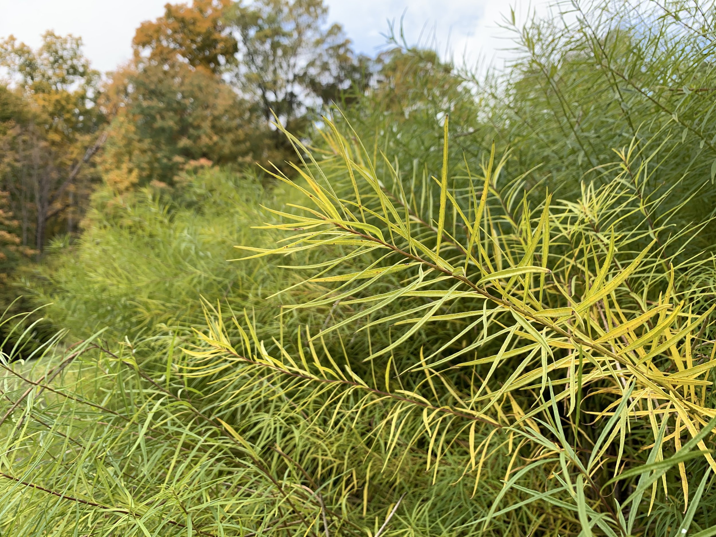 Amsonia in autumn