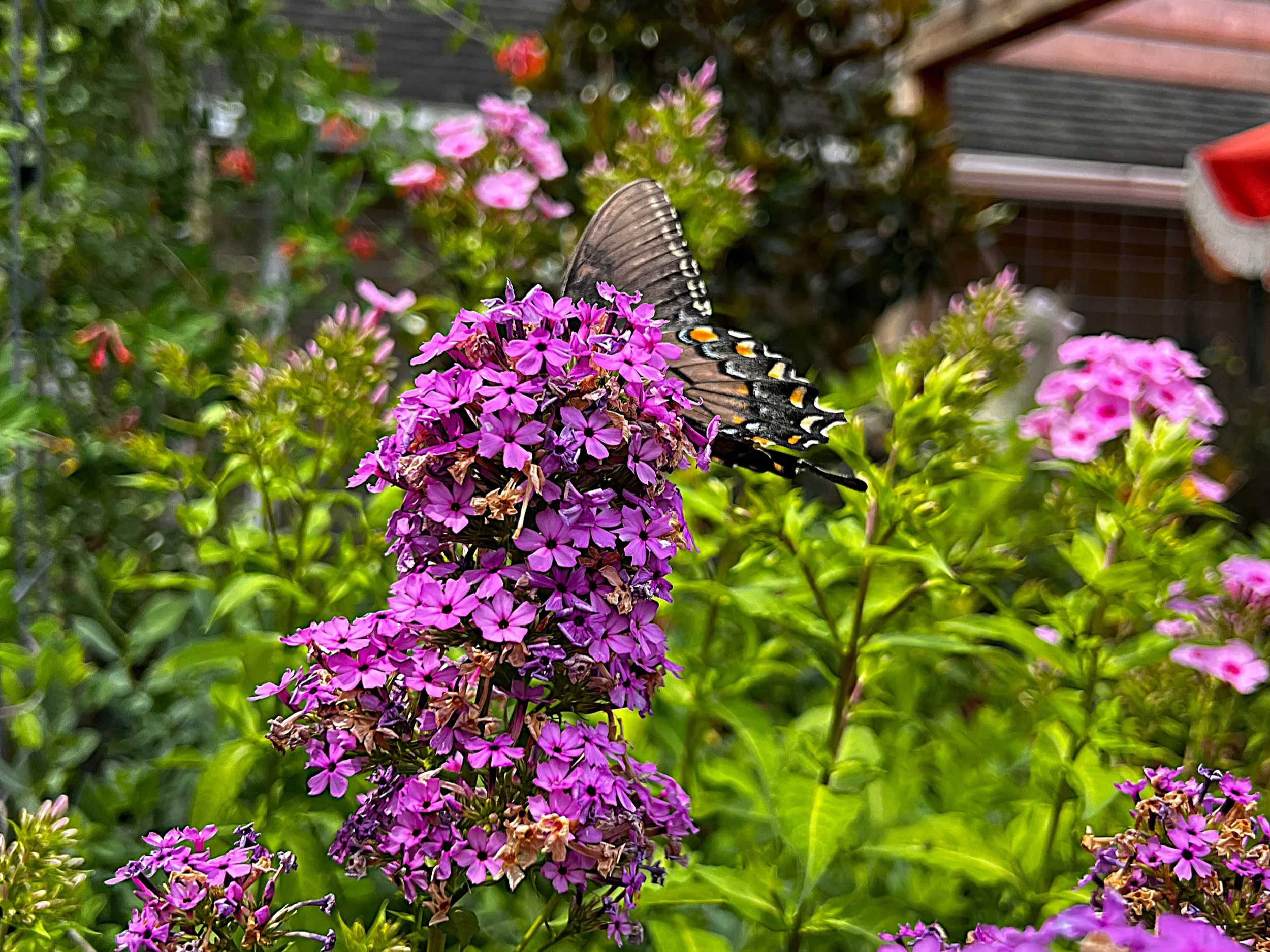 How to Keep Native Gardens Looking Neat During Peak Bloom