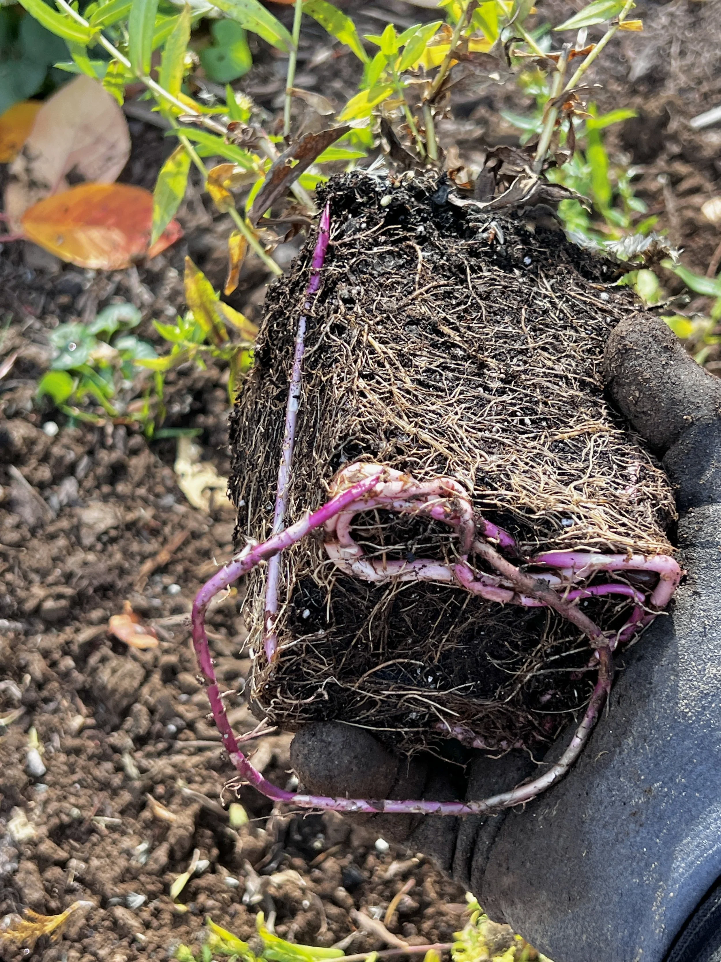 Planting in the Shoulder Seasons: Why Spring and Fall Are the Best Times to Build a Beautiful Garden