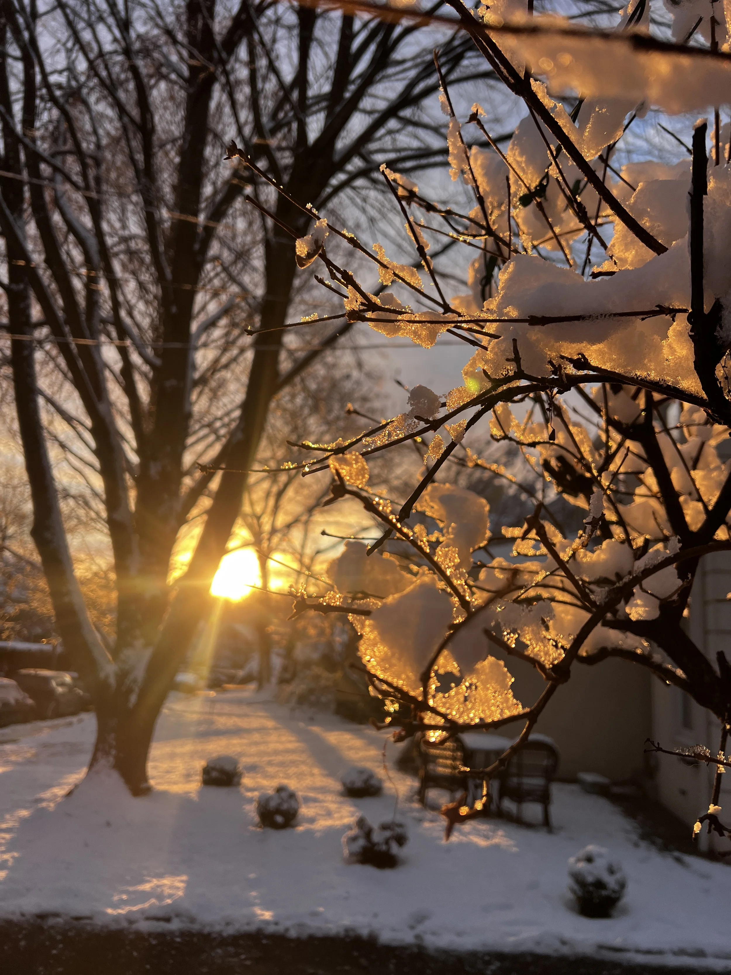 What Can I Do With My Landscape in Winter? Designing a Landscape That Looks GREAT Year Round