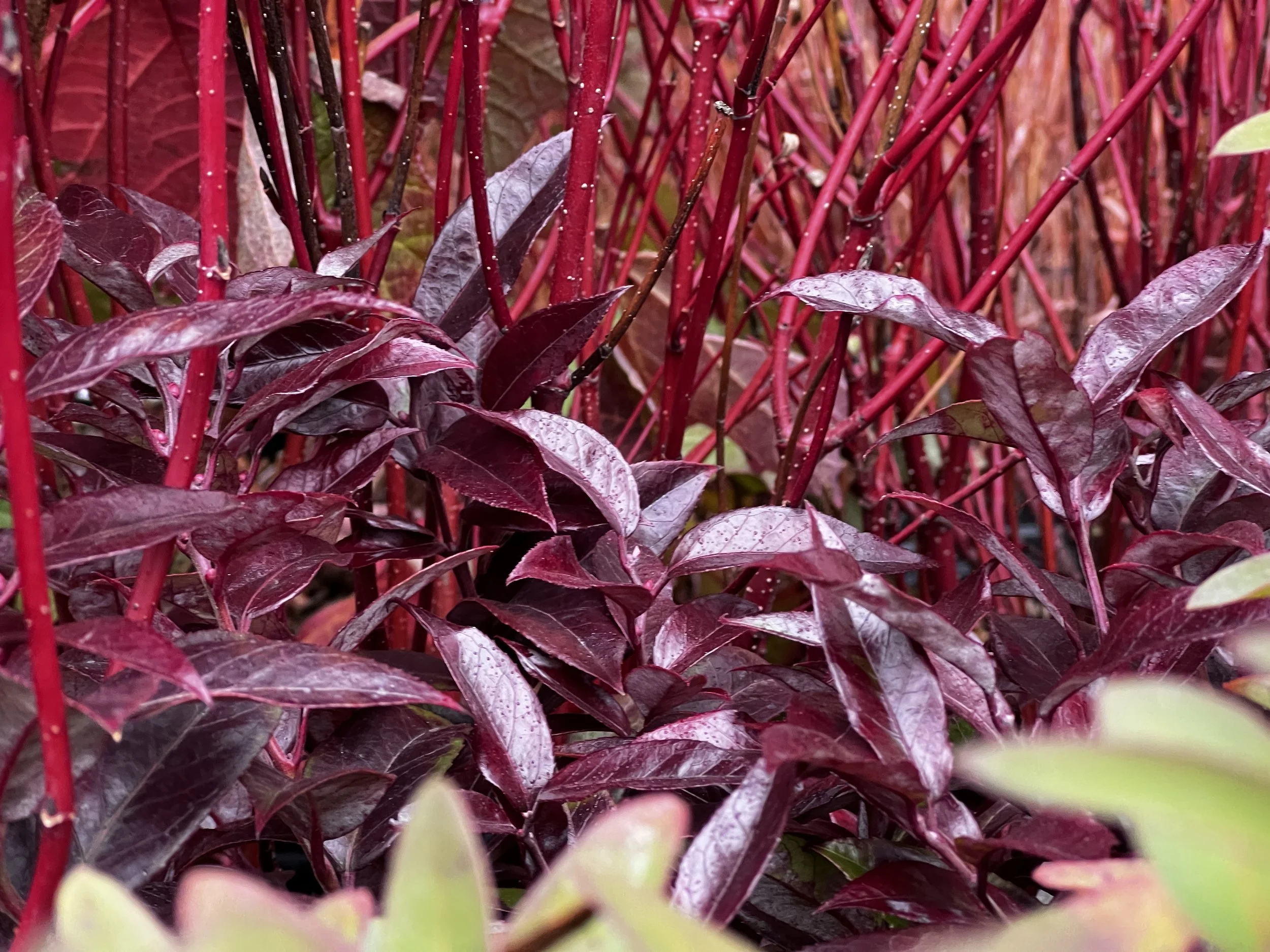 A Beautiful Landscape to Welcome the New Year