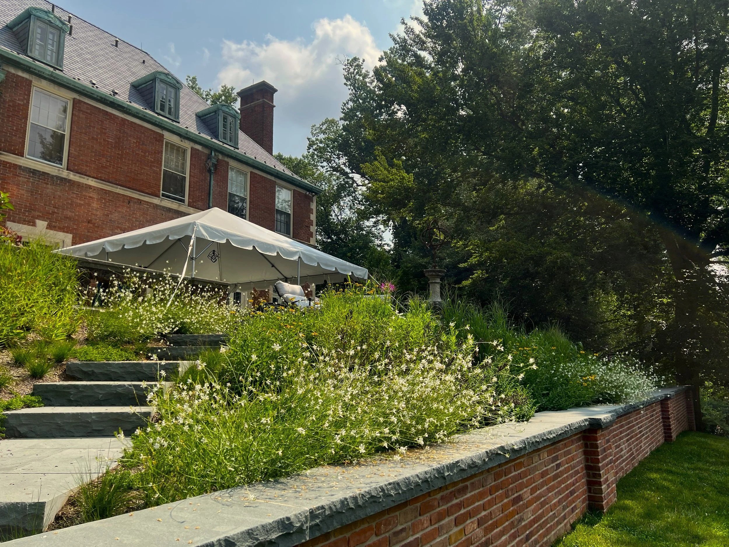 Perennials in full bloom 
