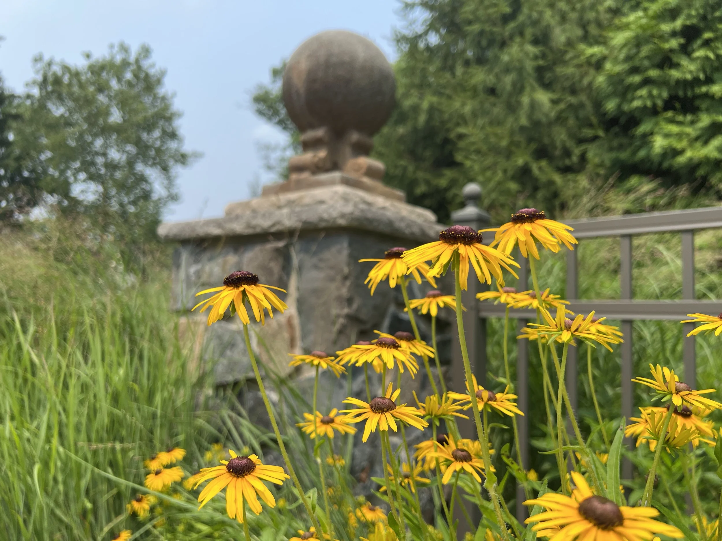 Native Plant Landscape Design on the Main Line: Beautiful, Structured, and Designed with Intention