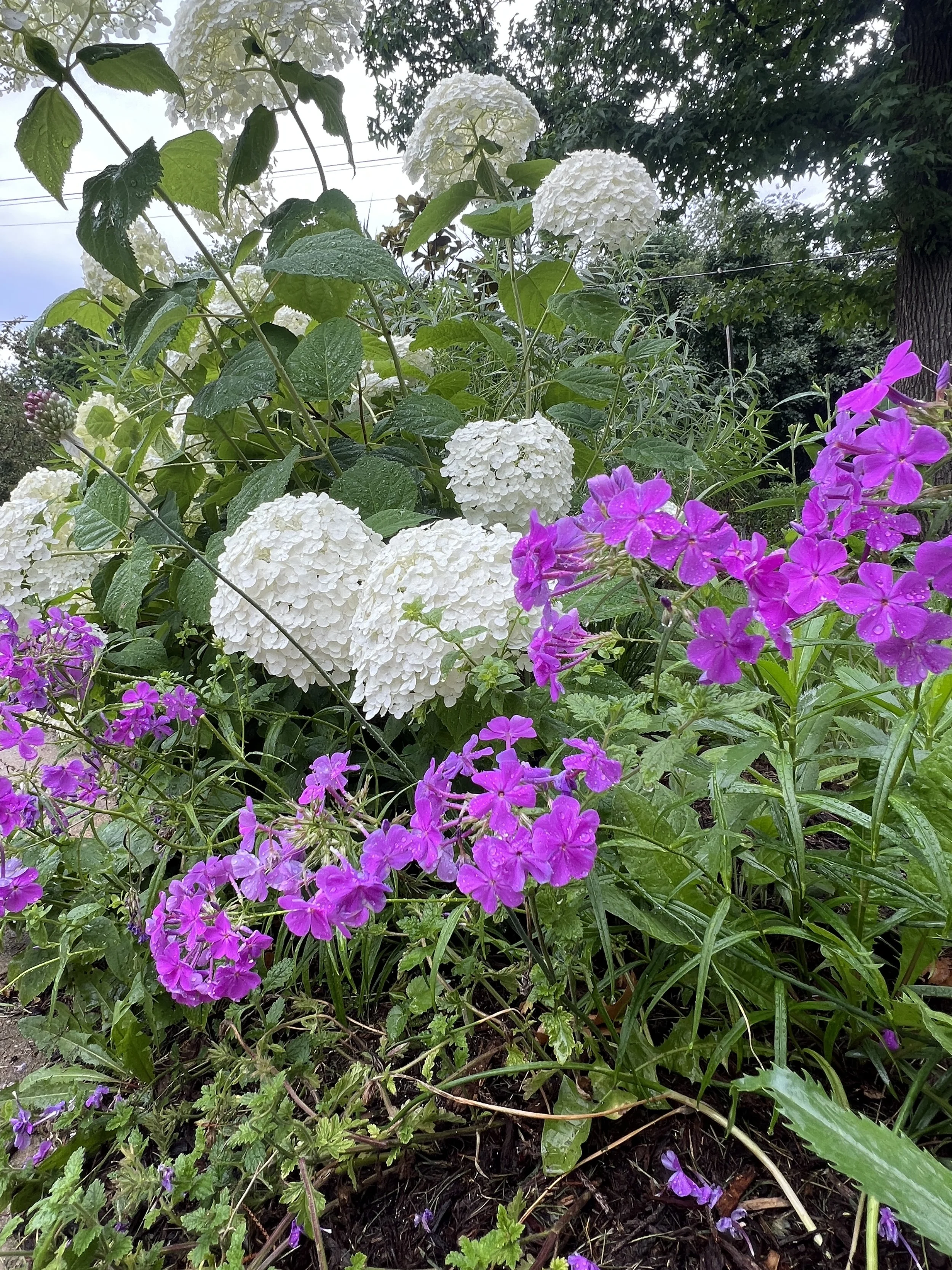Summer Is the Season to Enjoy Your Landscape
