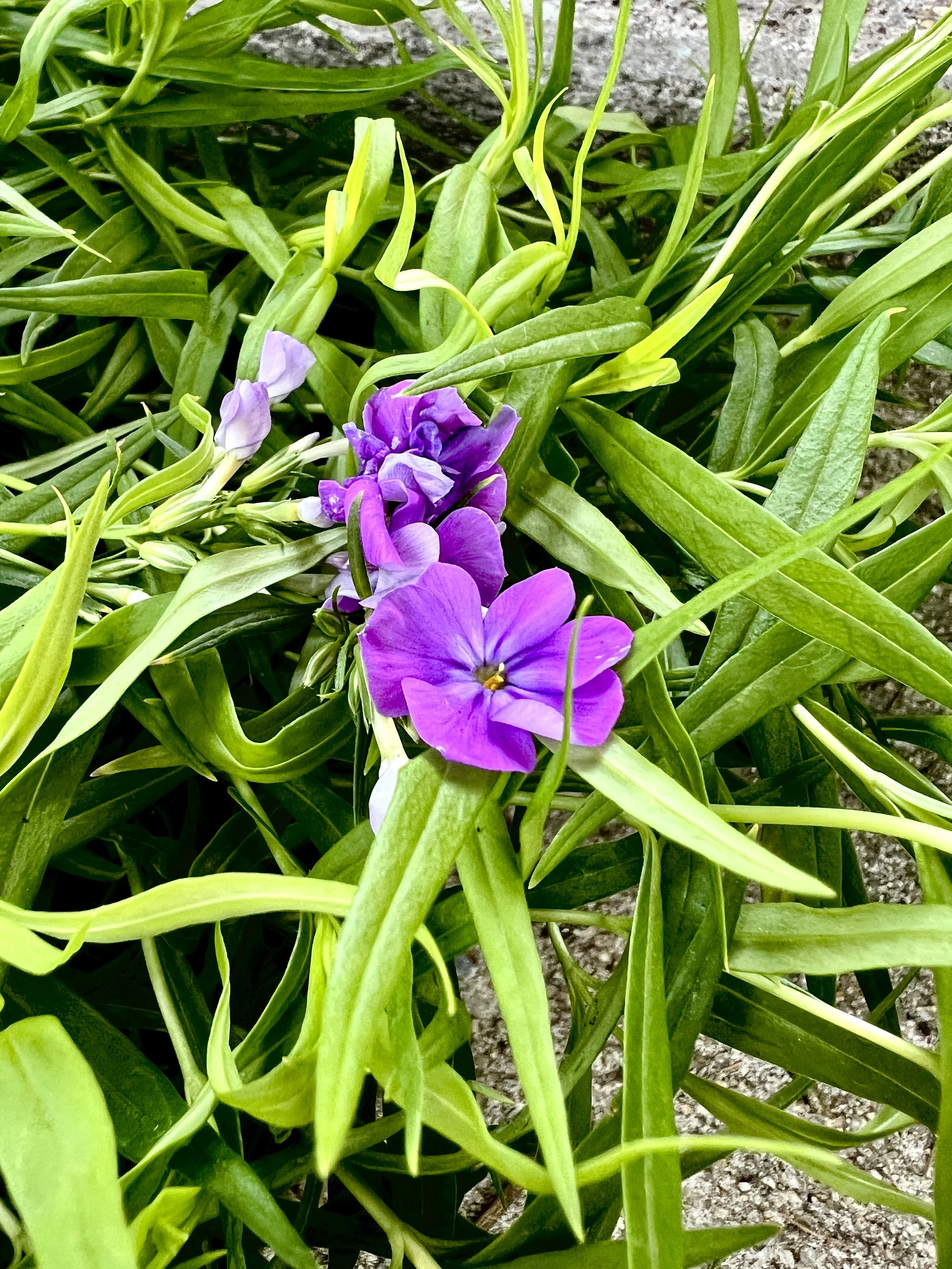 Native Landscape Design - Wild but not crazy: Beautiful Gardens for the Main Line