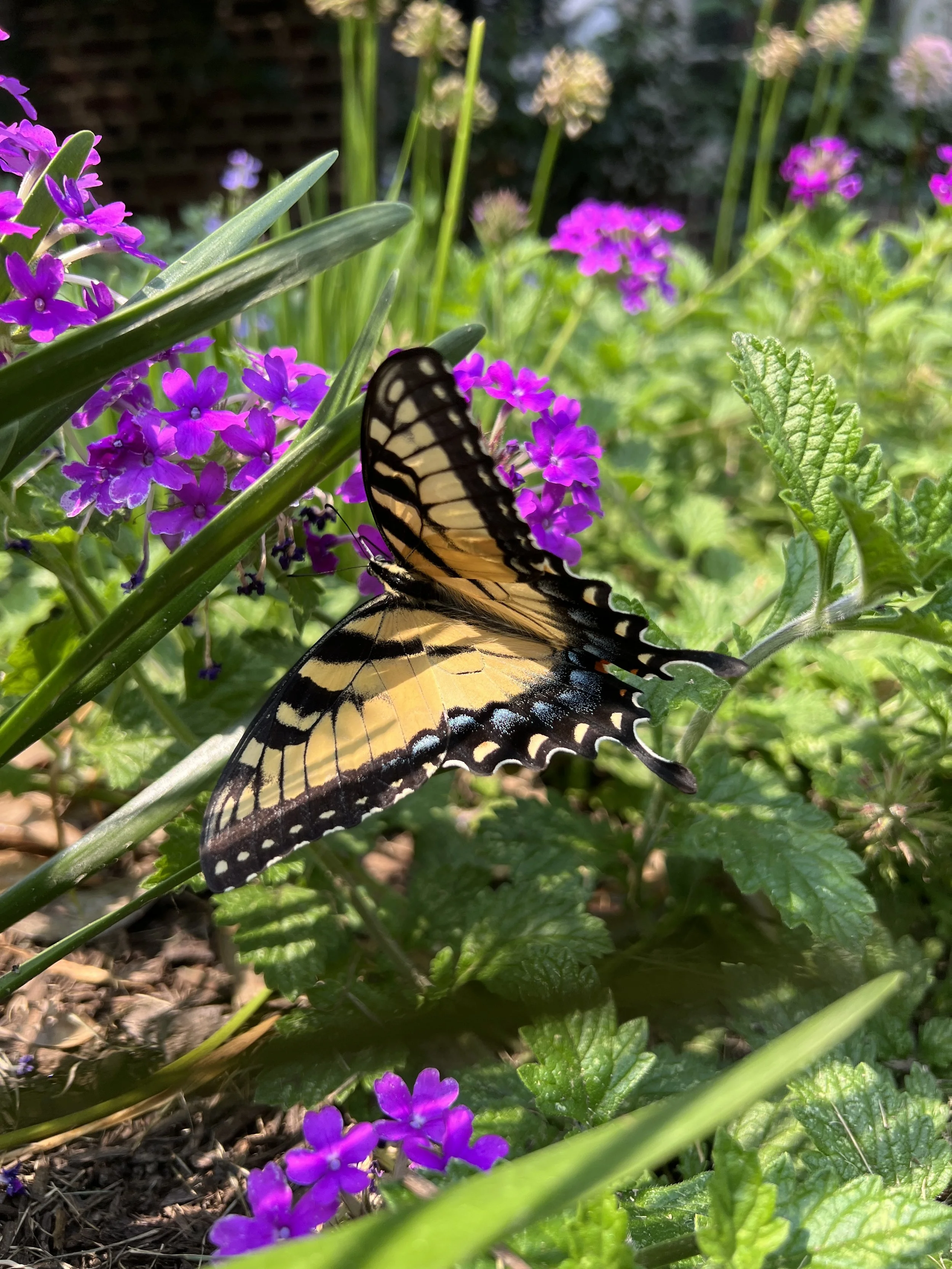 Fall in the Native Landscape: A Season of Rest, Roots, and Renewal