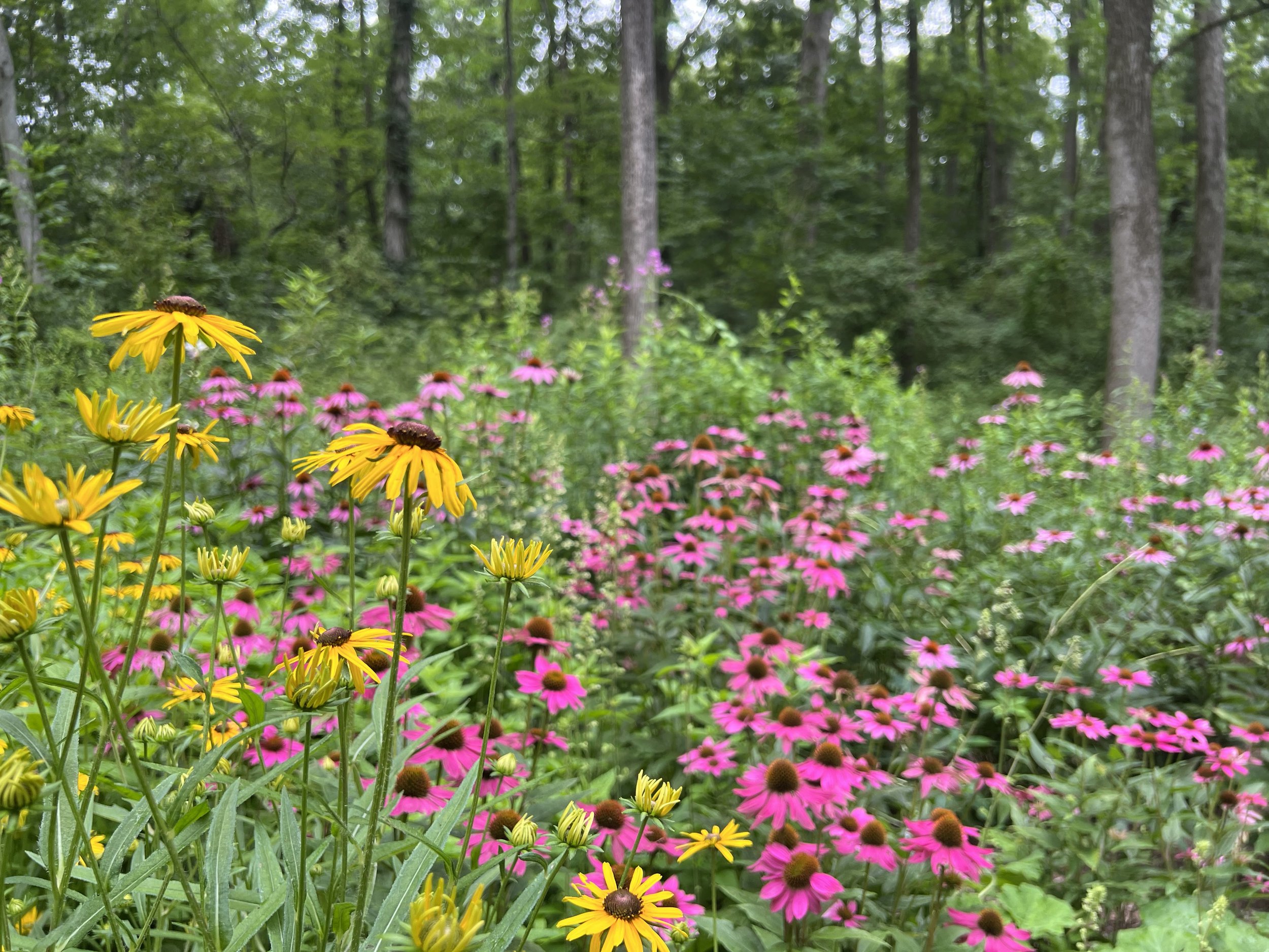 Yellow rudbeckia and Pink Echinacea