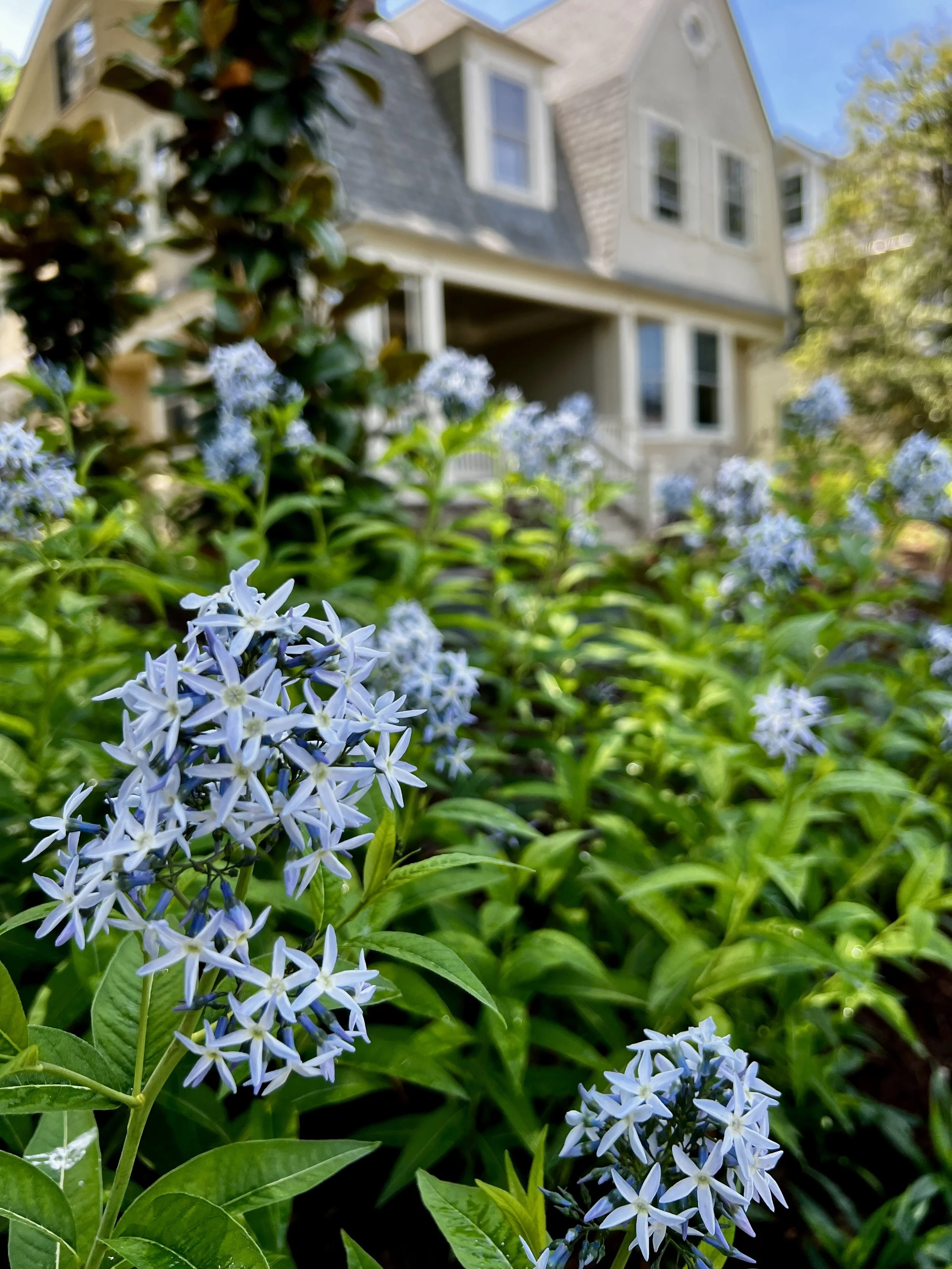 Amsonia and Southern Magnolia 2.JPEG