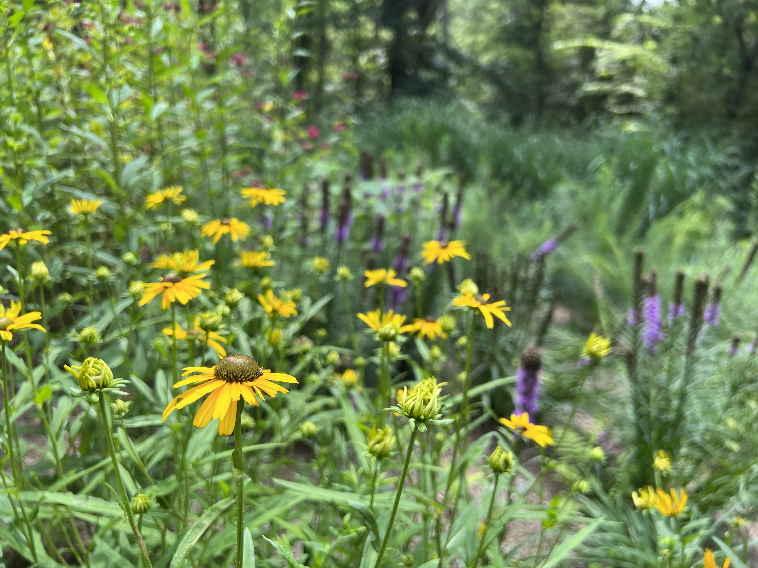 Gray Headed Coneflower and Liatris in bloom