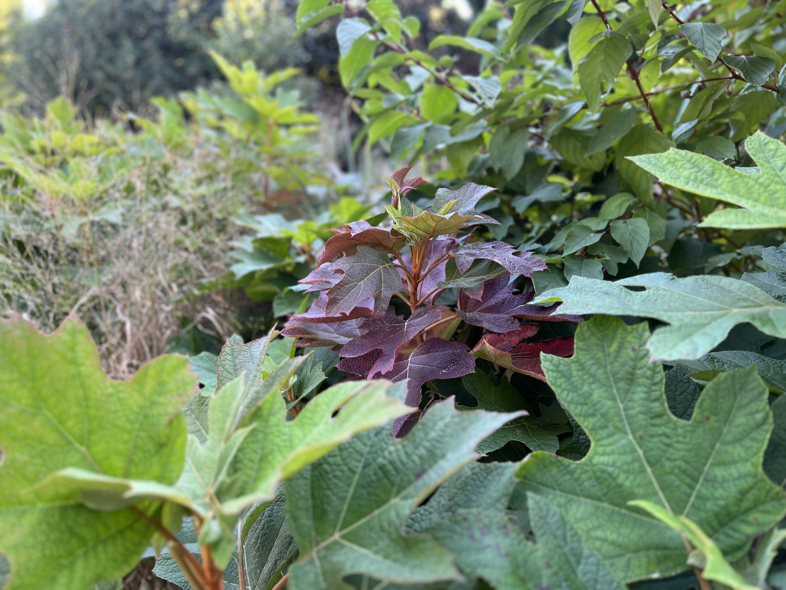 Bold colors as Oakleaf Hydrangea foliage begins to chang