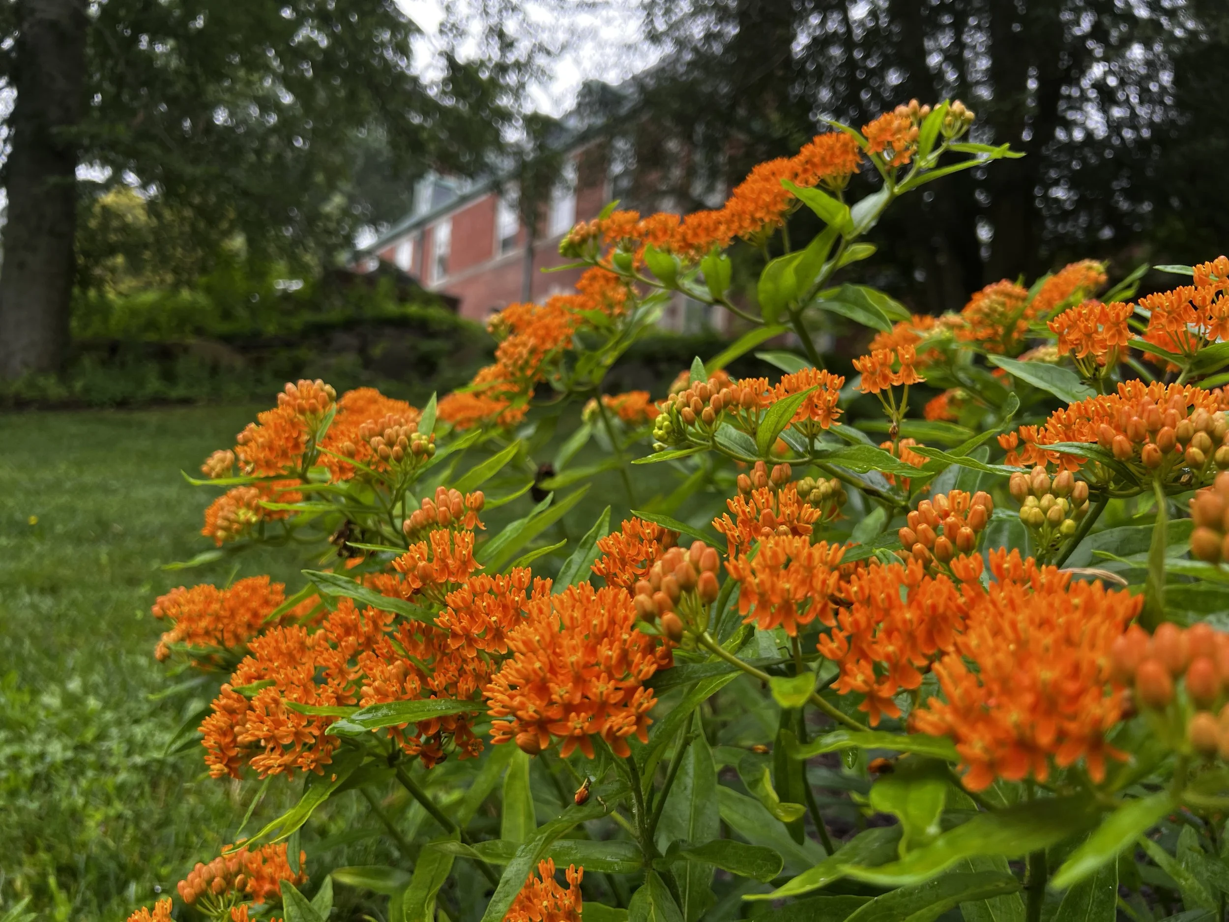 Butterfly Milkweed with gorgeous orange flowers