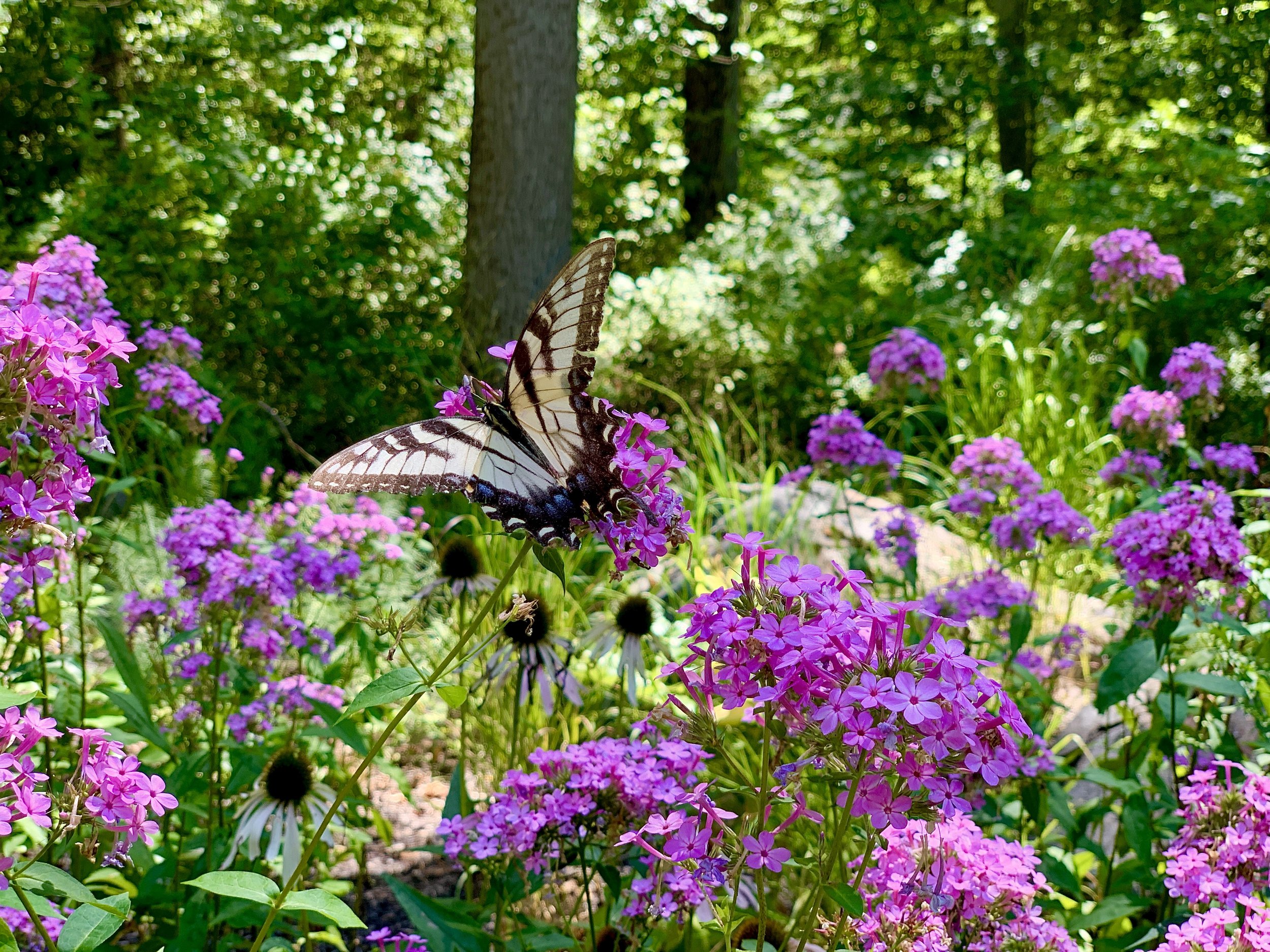 Swallowtails and pink Phlox