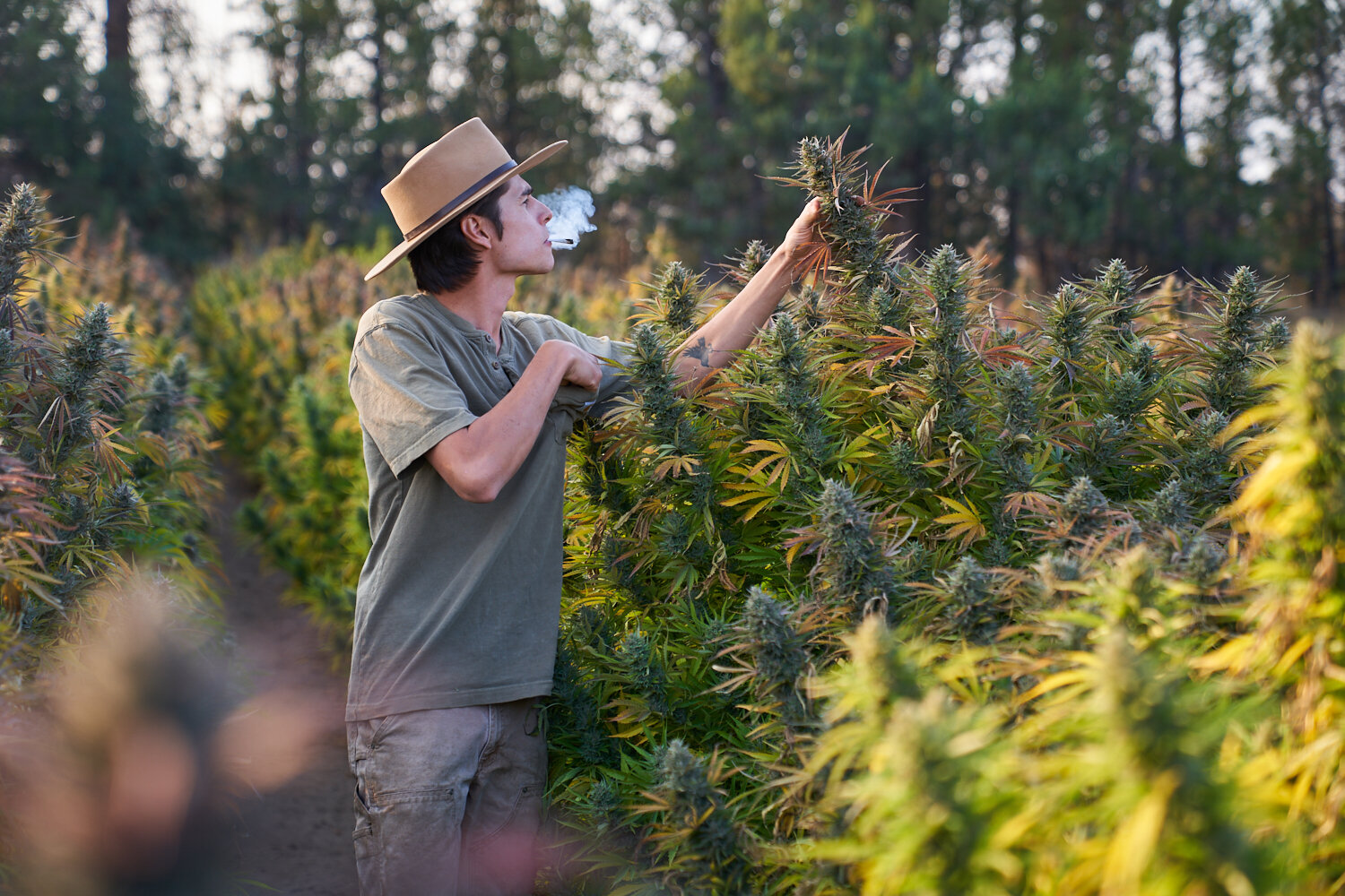 ARROWLEAF Top Shelf CBD Oil & Flower for Sale Buy Online