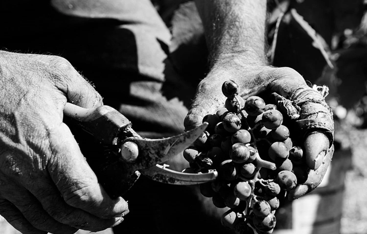 manifest-wine-packaging-designers-london-churchills-douro2.jpeg