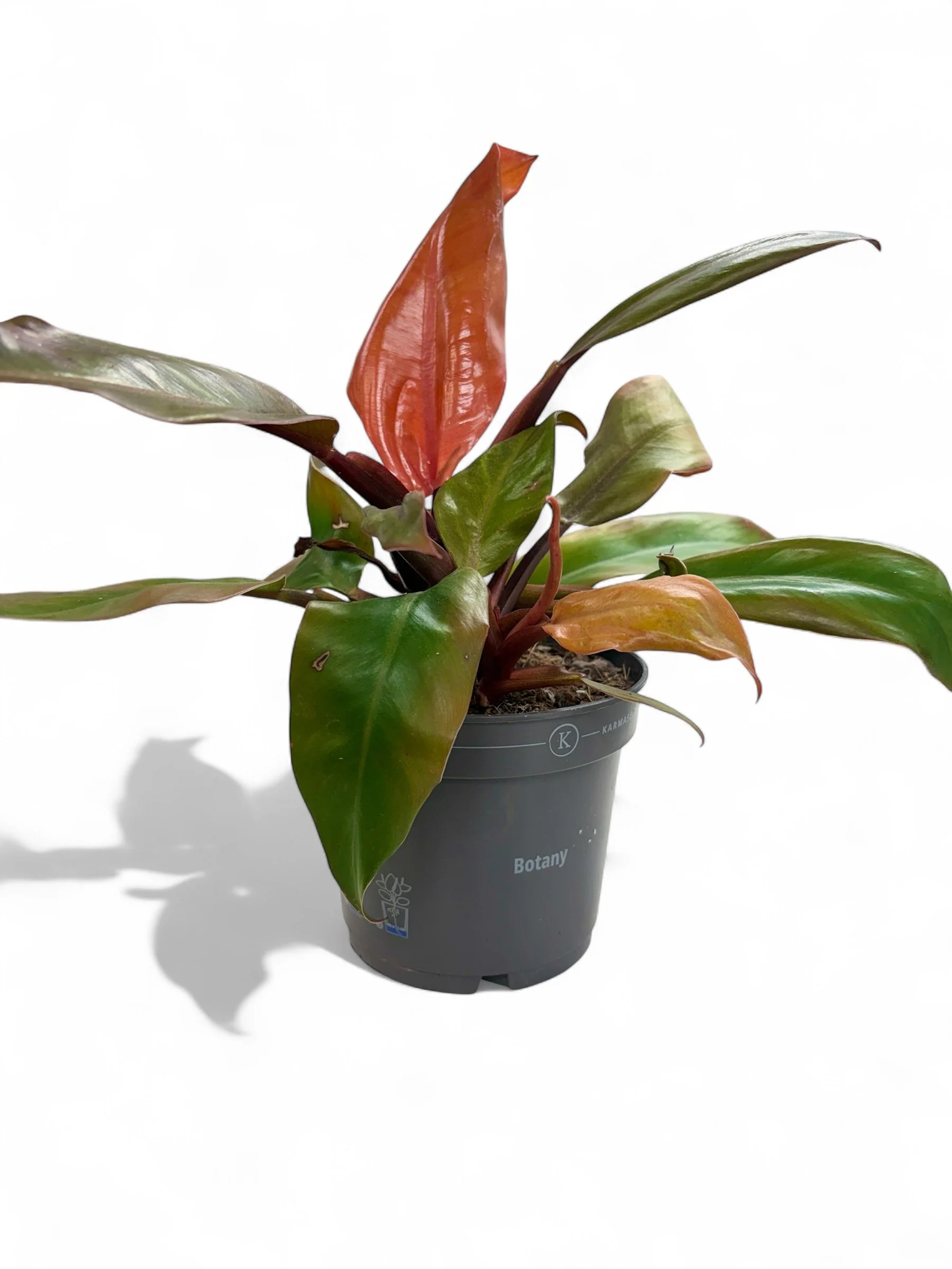 tropical plant