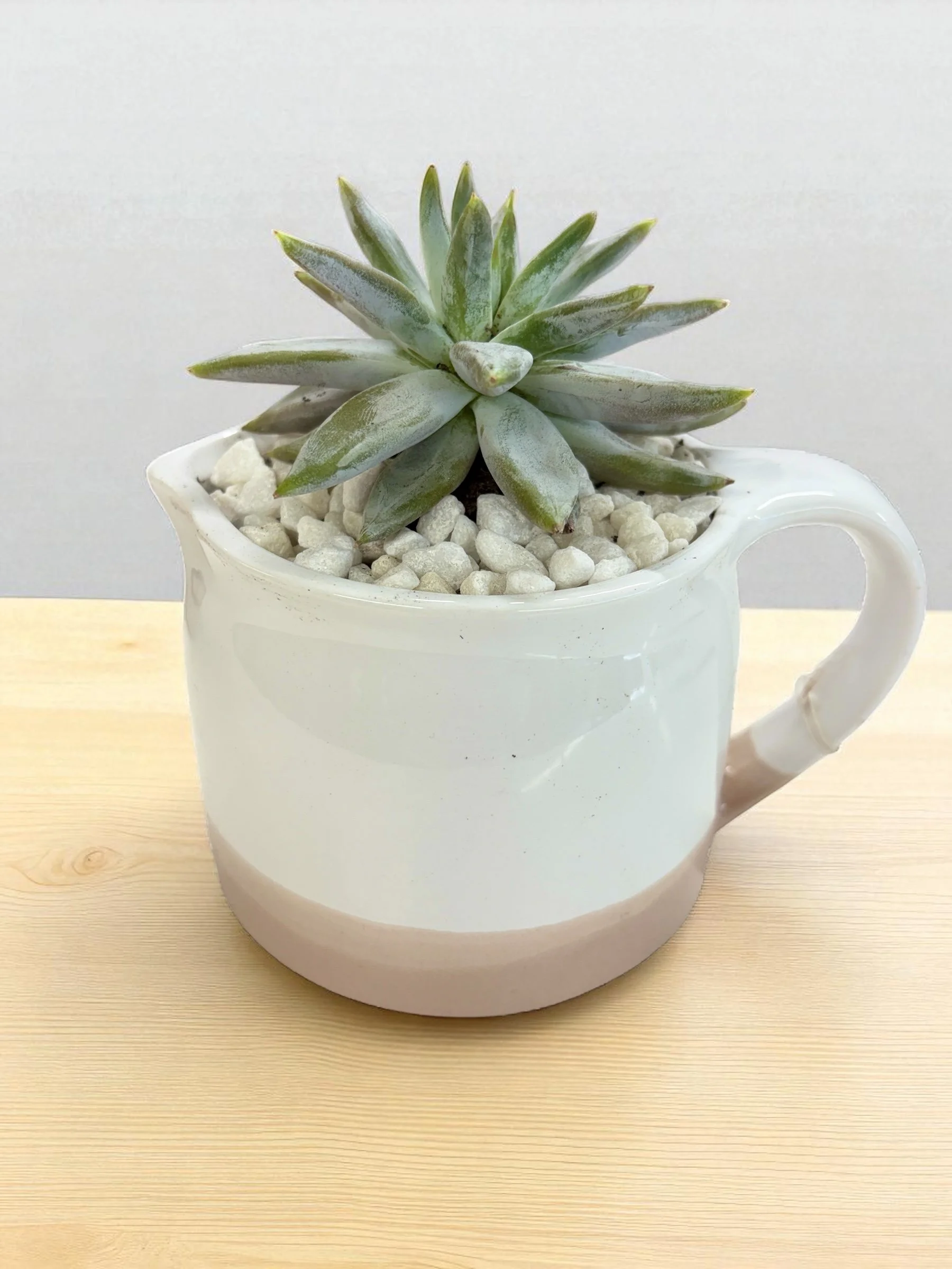 Succulent with pot