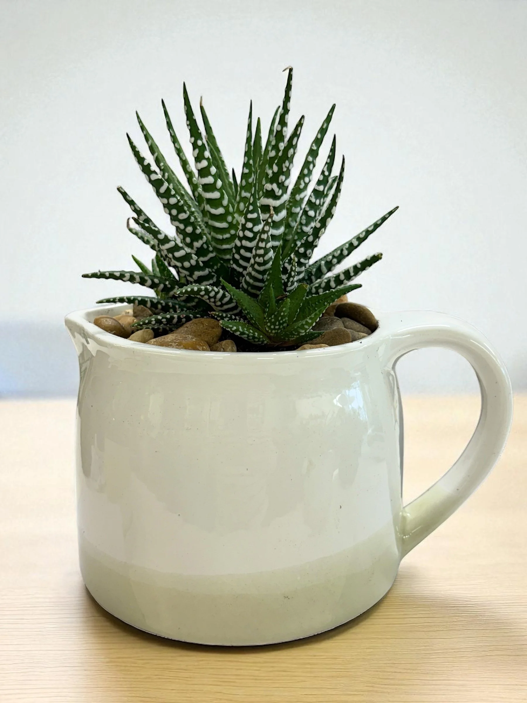 Haworthia zeberina