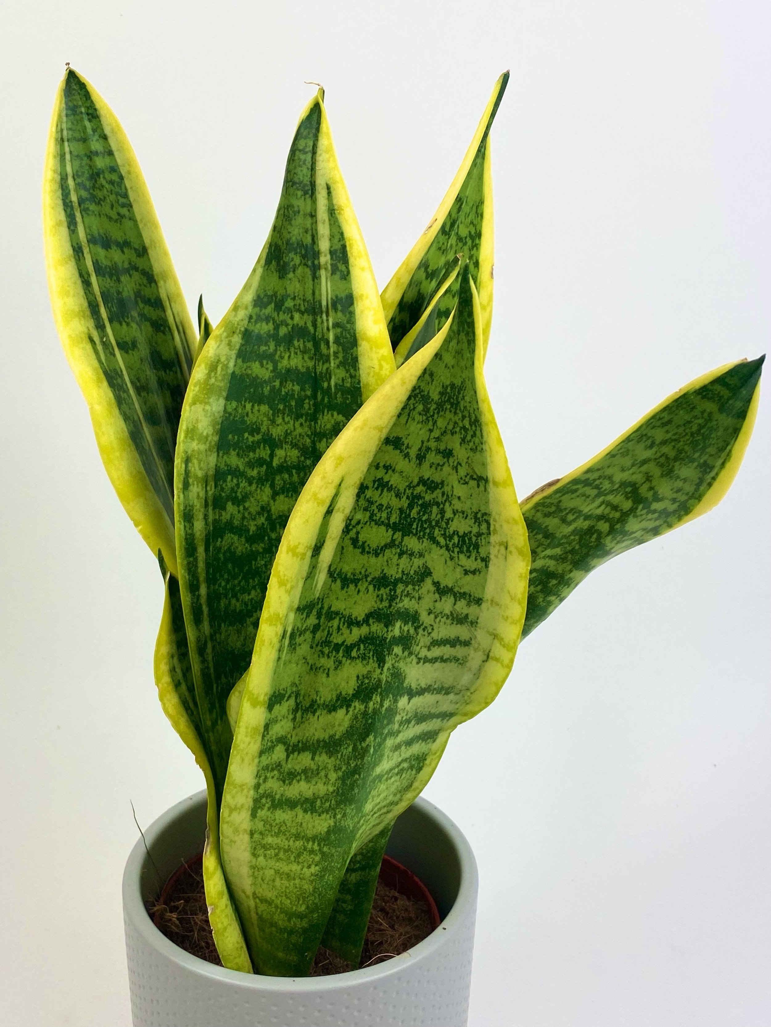 Snake Plant.