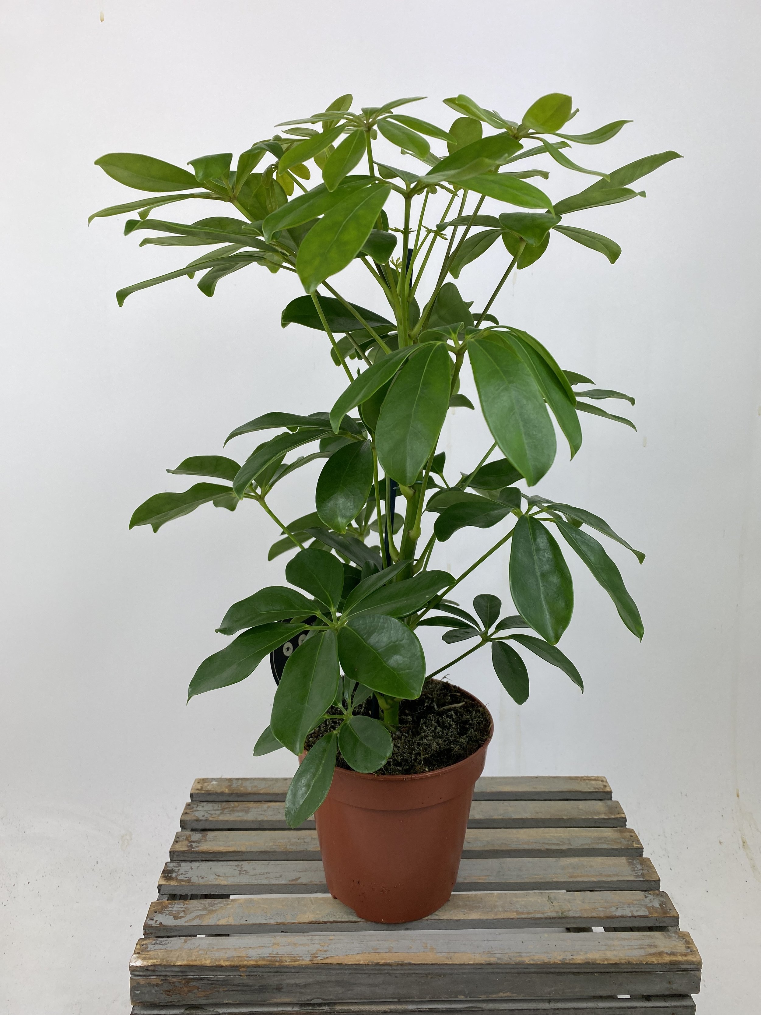 Umbrella Plant