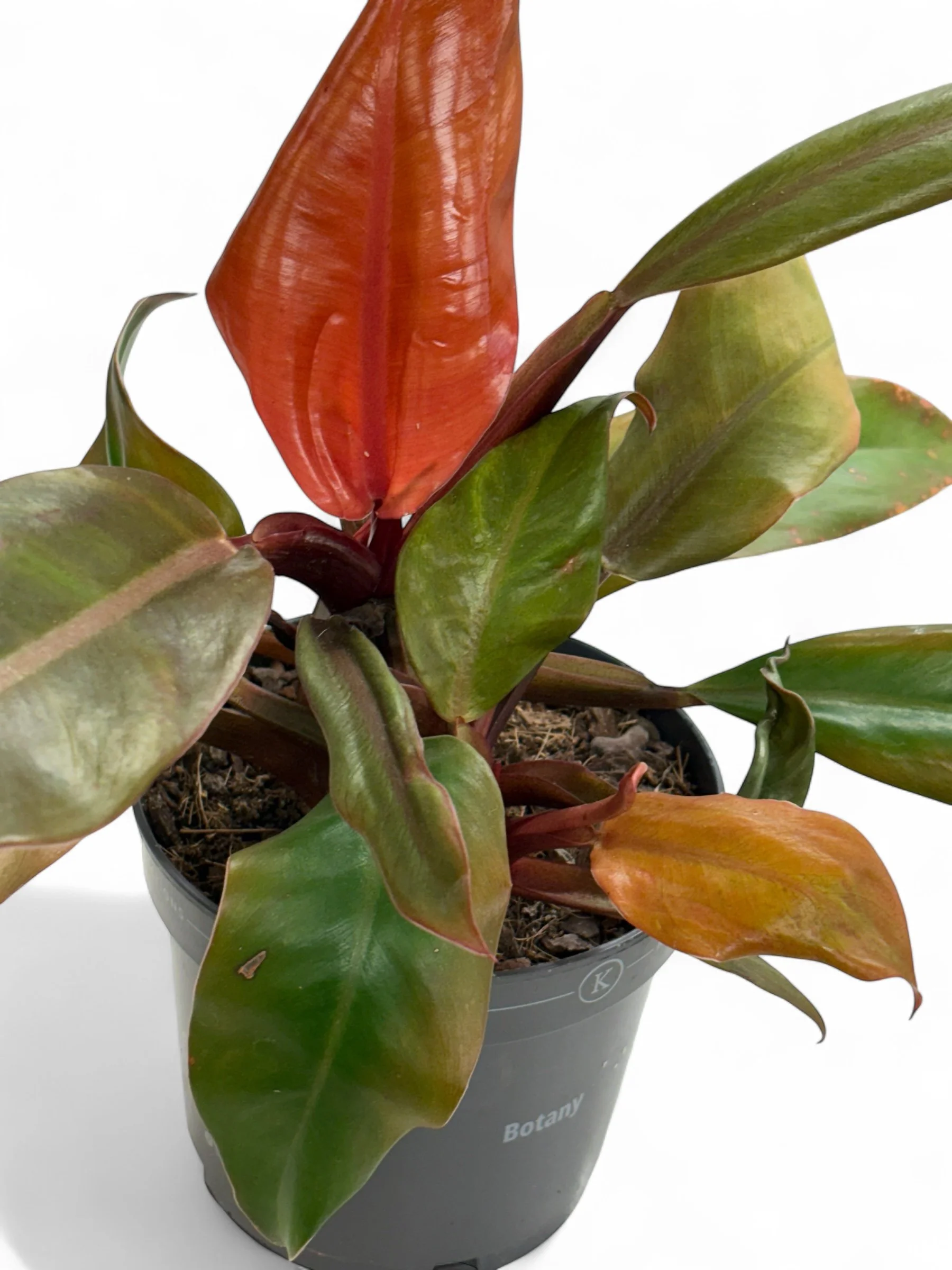 exotic house plant