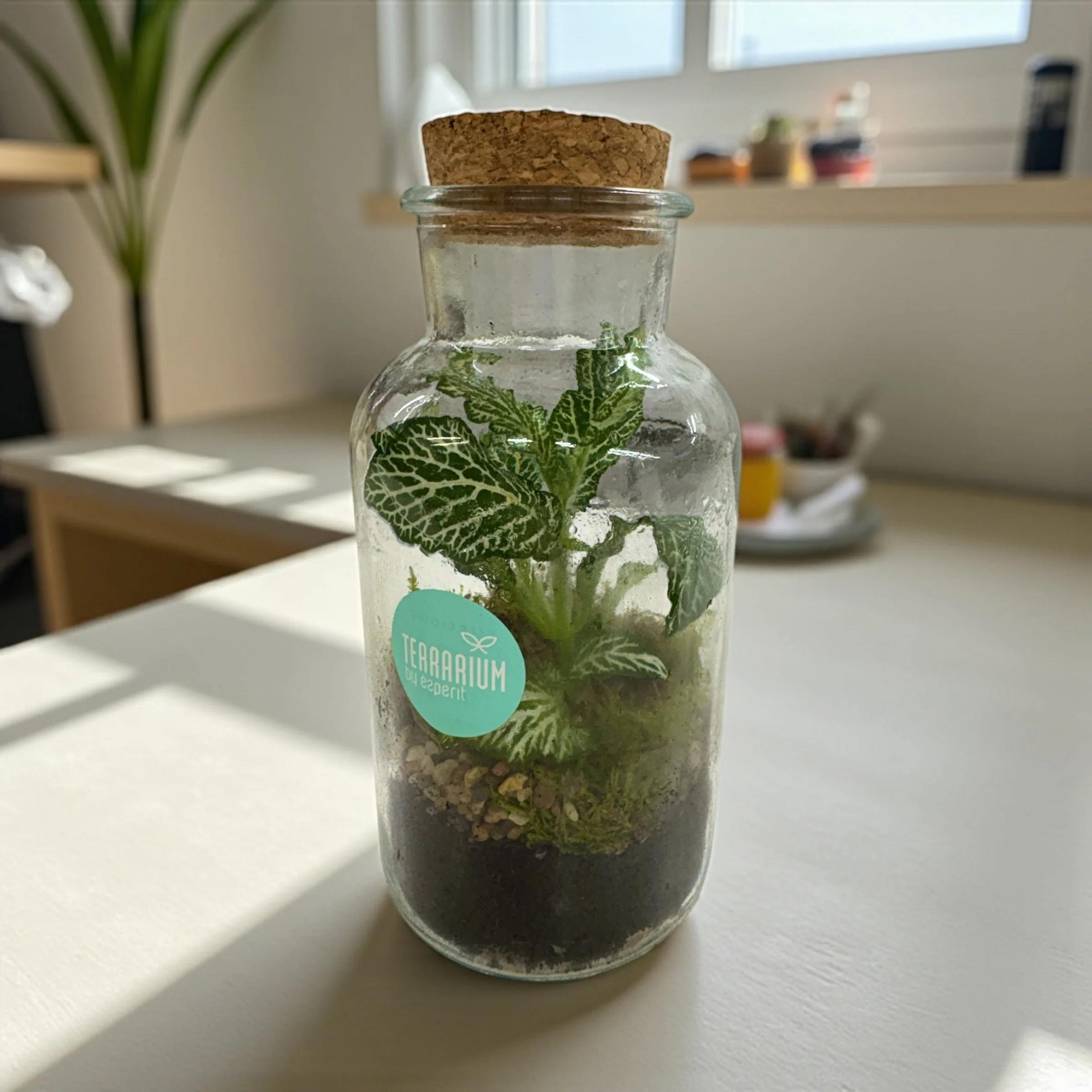 small terrarium