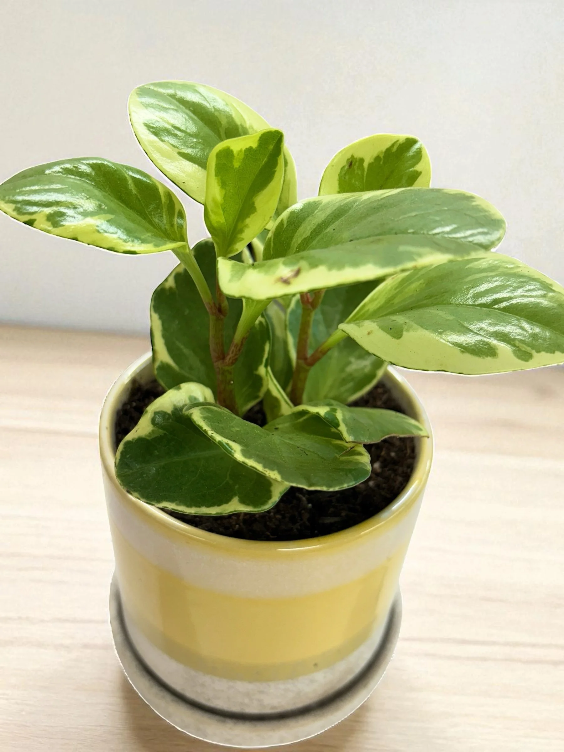 Peperomia houseplant