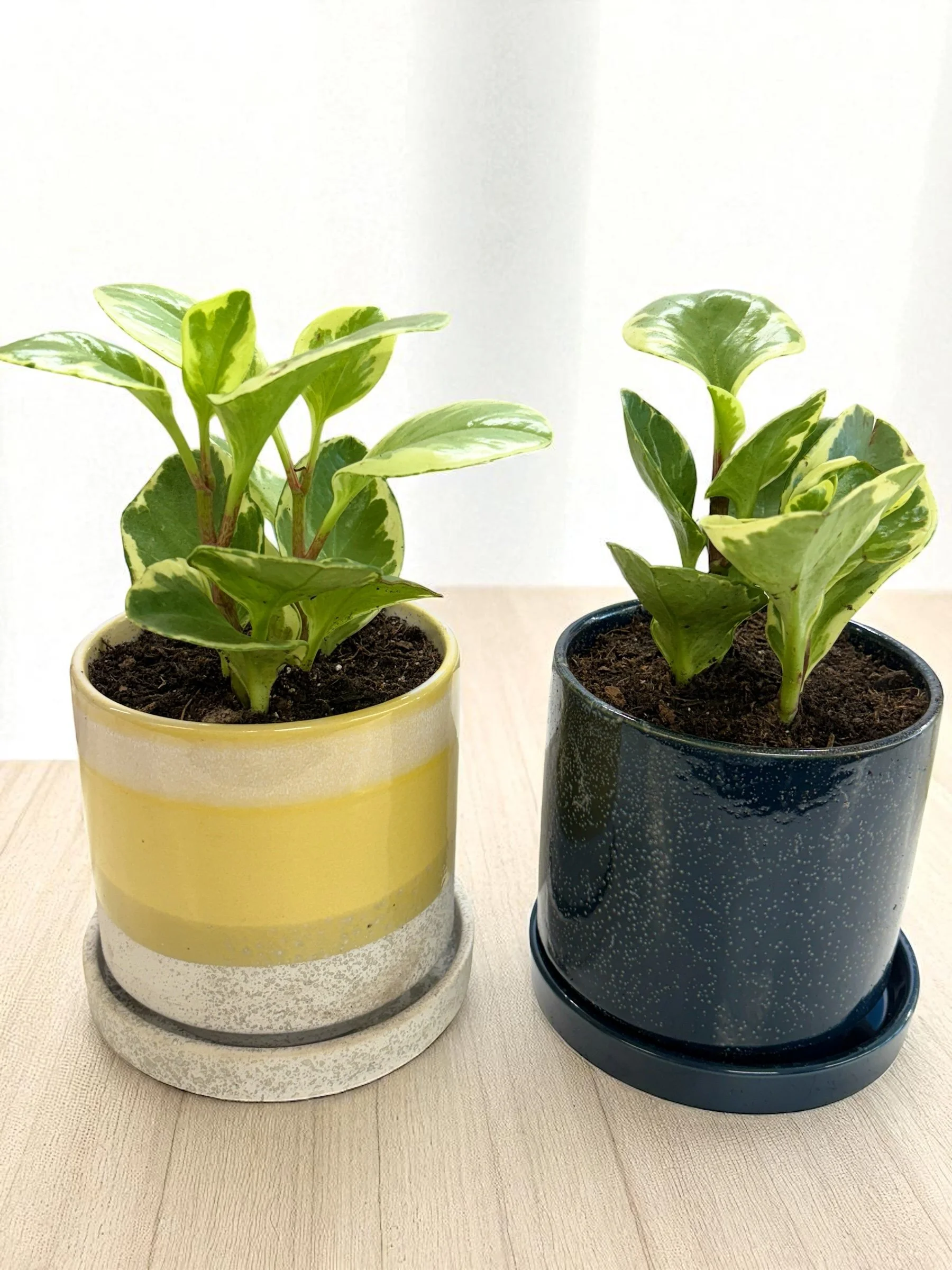 Peperomia houseplant