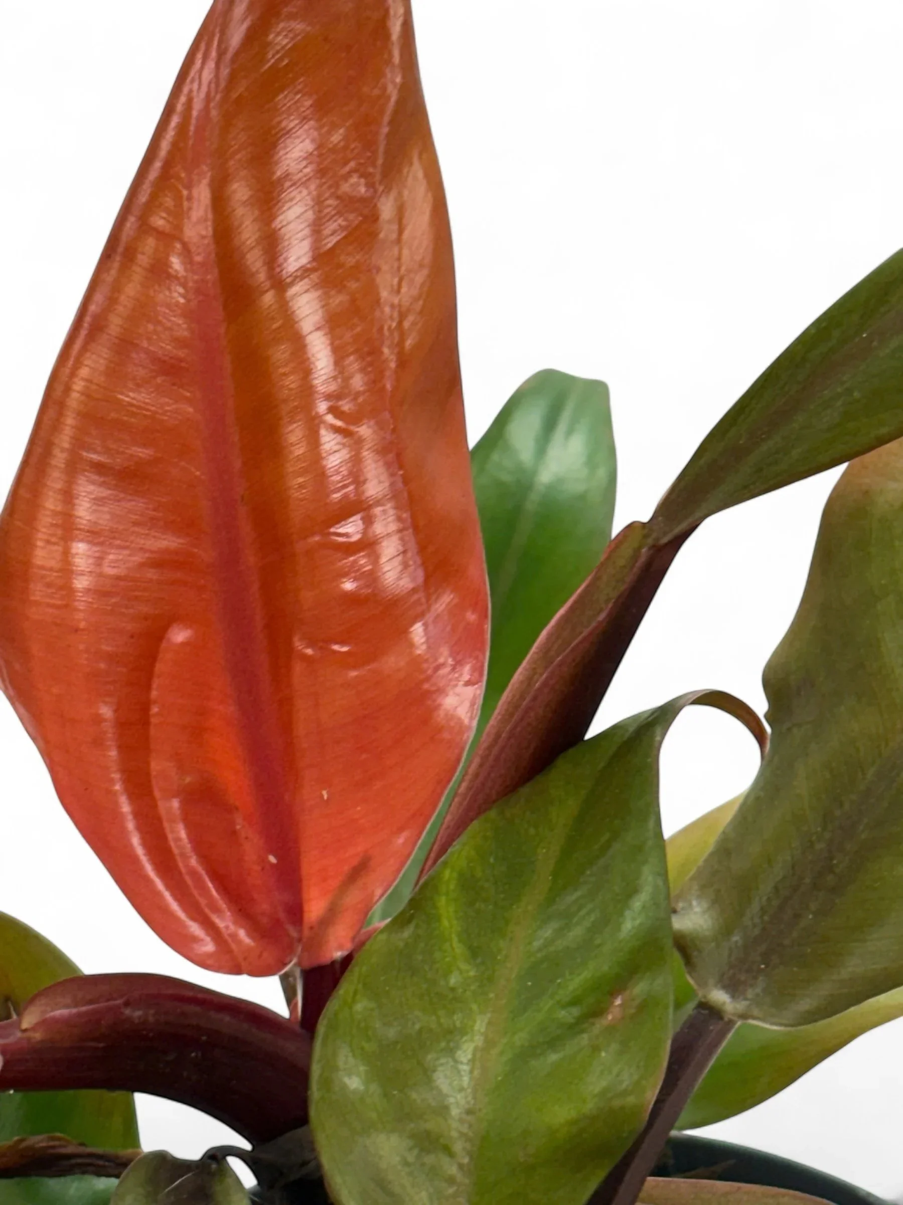 Blushing Philodendron