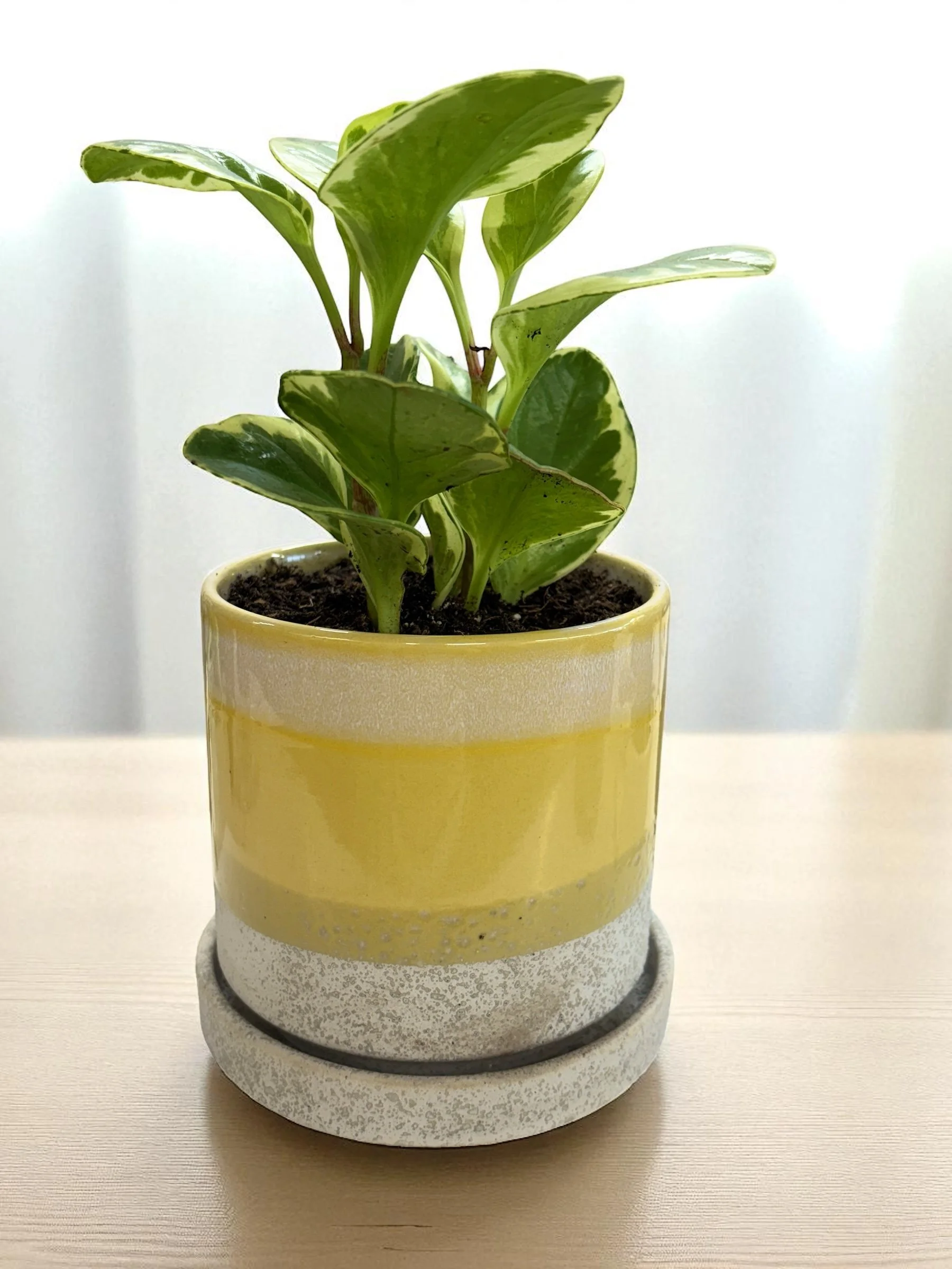 Peperomia houseplant