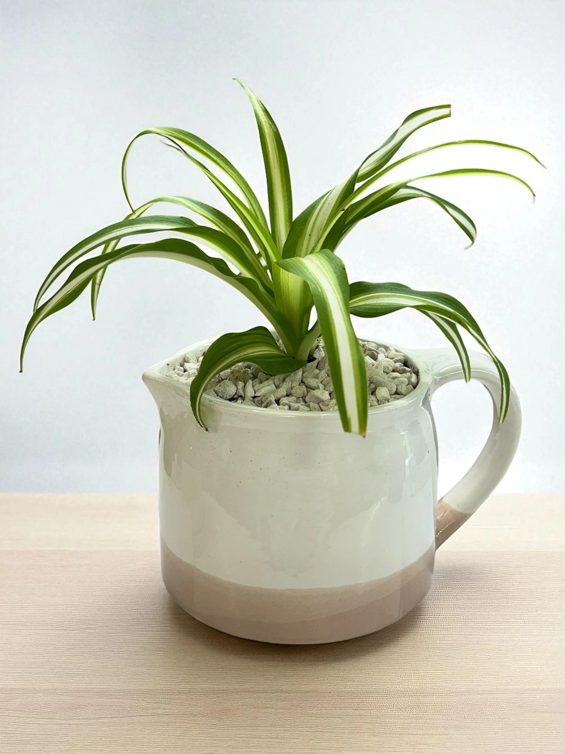 Spider plant