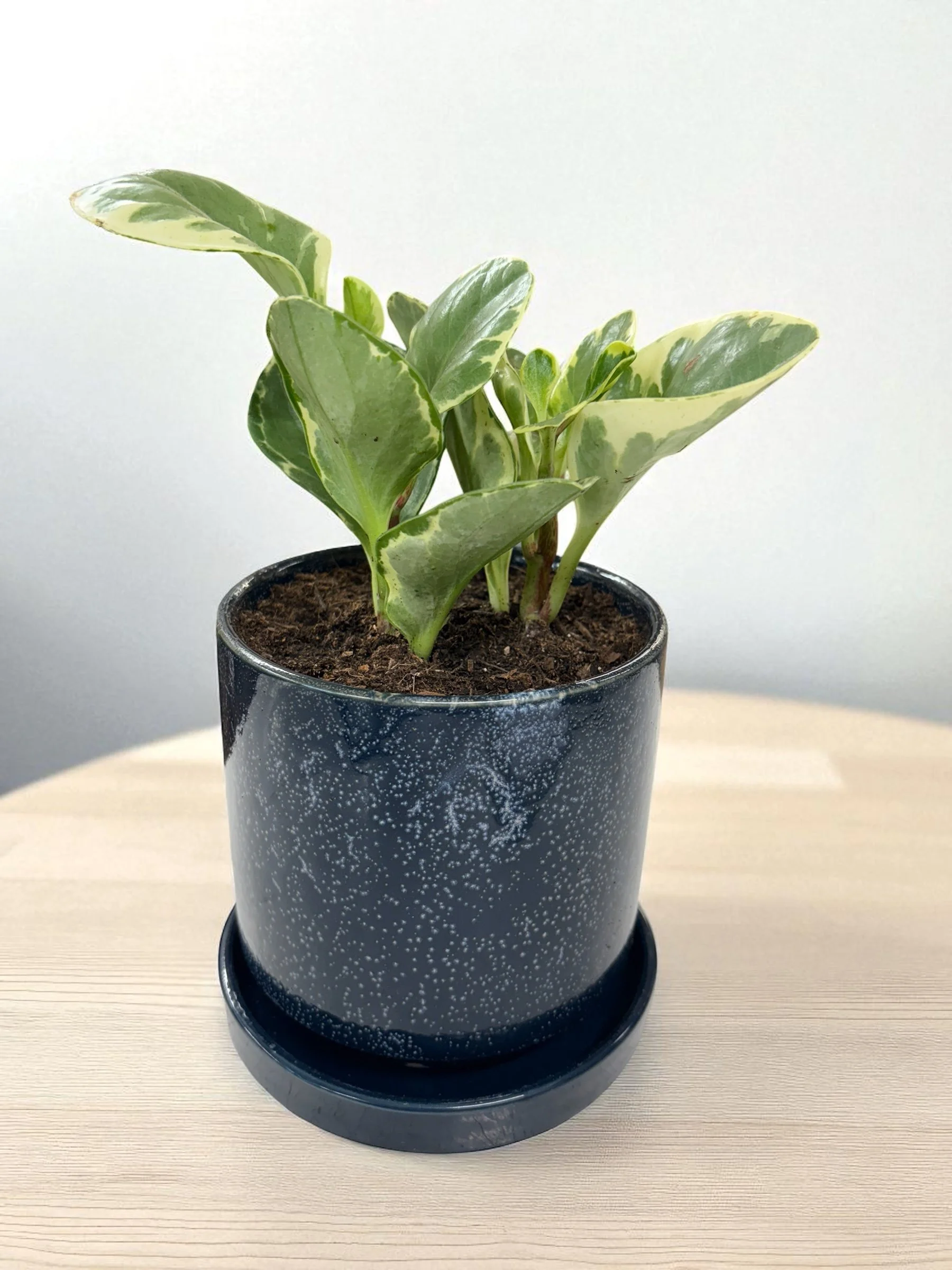Peperomia houseplant