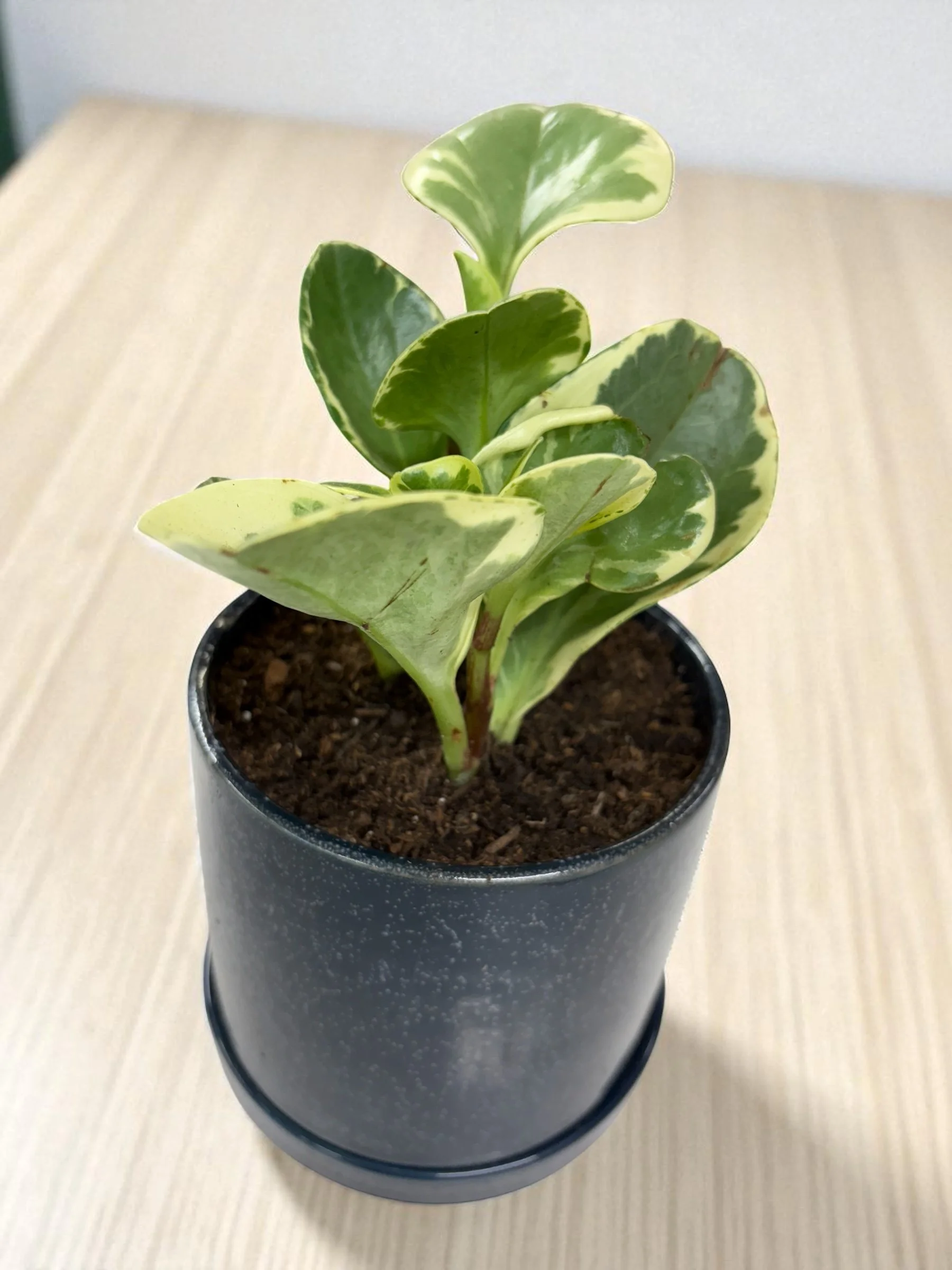 Peperomia houseplant