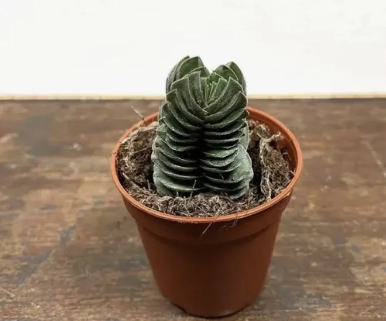 buddha's temple