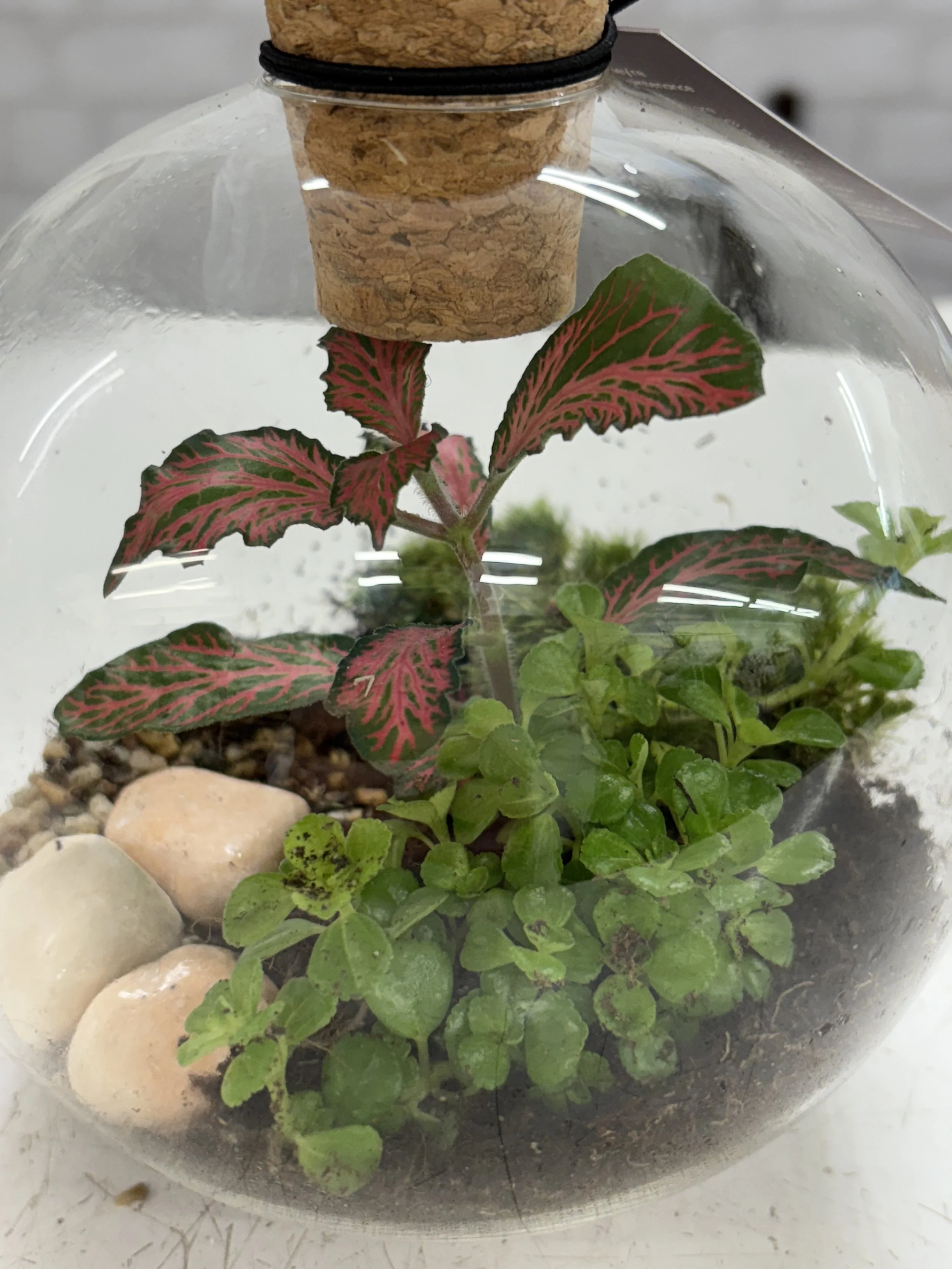 bowl terrarium