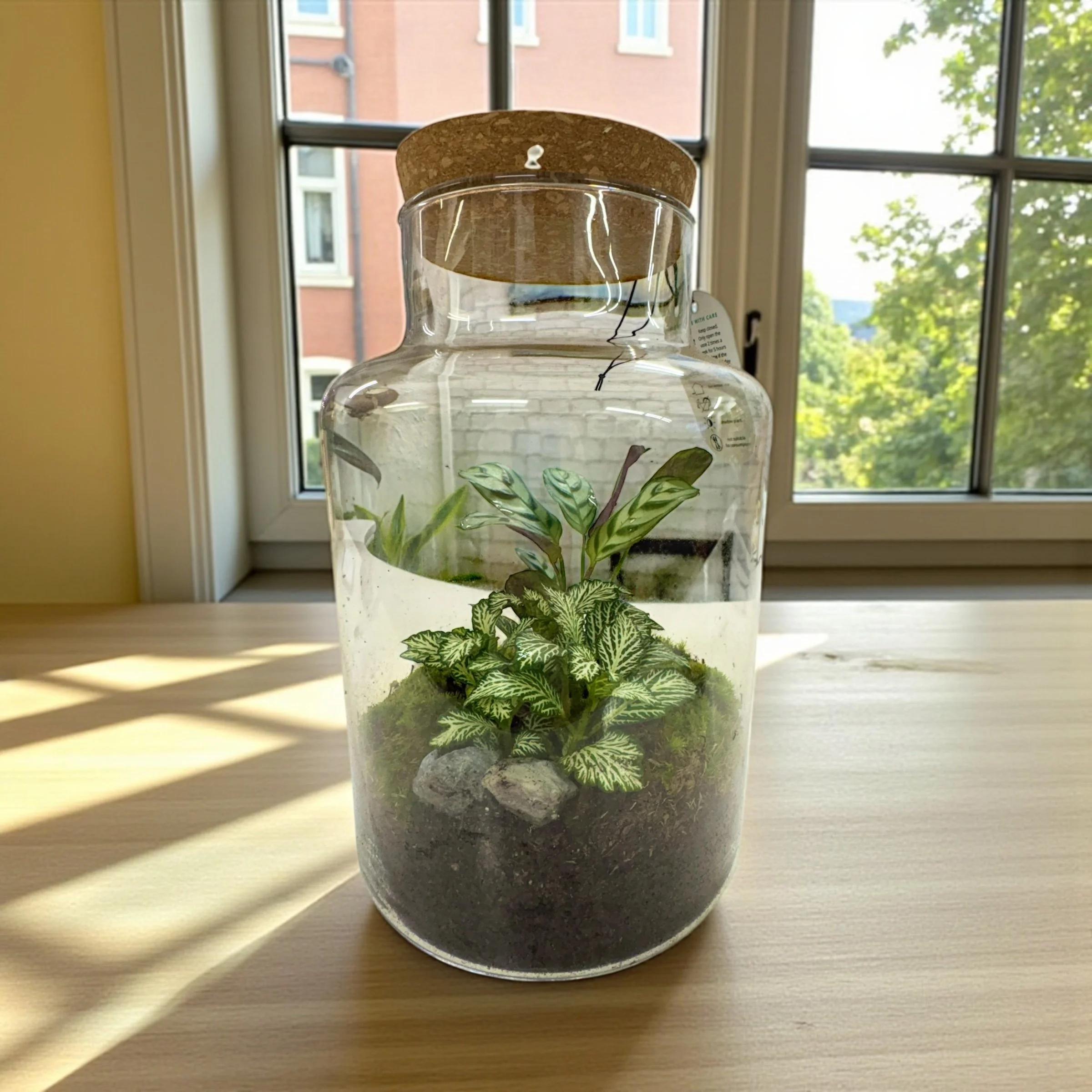 large terrarium
